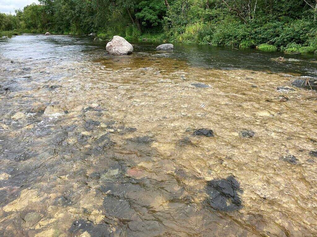 Pirita jõele rajatud kudeplats.
