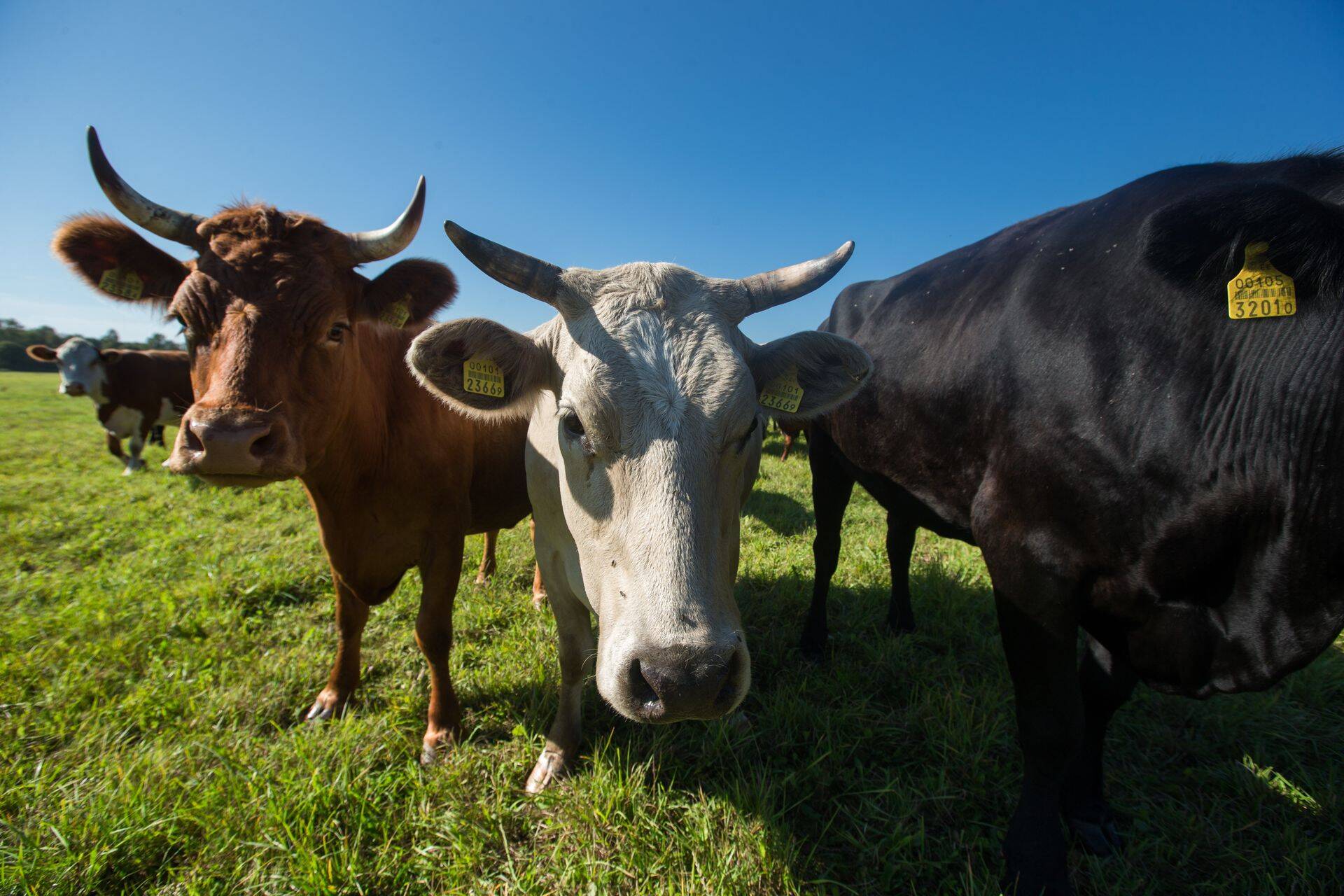 Коровы свободного выпаса на острове Сааремаа.