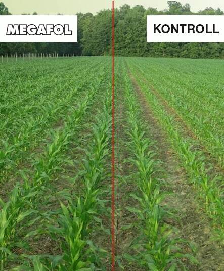 Megafol vähendab herbitsiidi võimalikku negatiivset mõju kultuurtaimedele