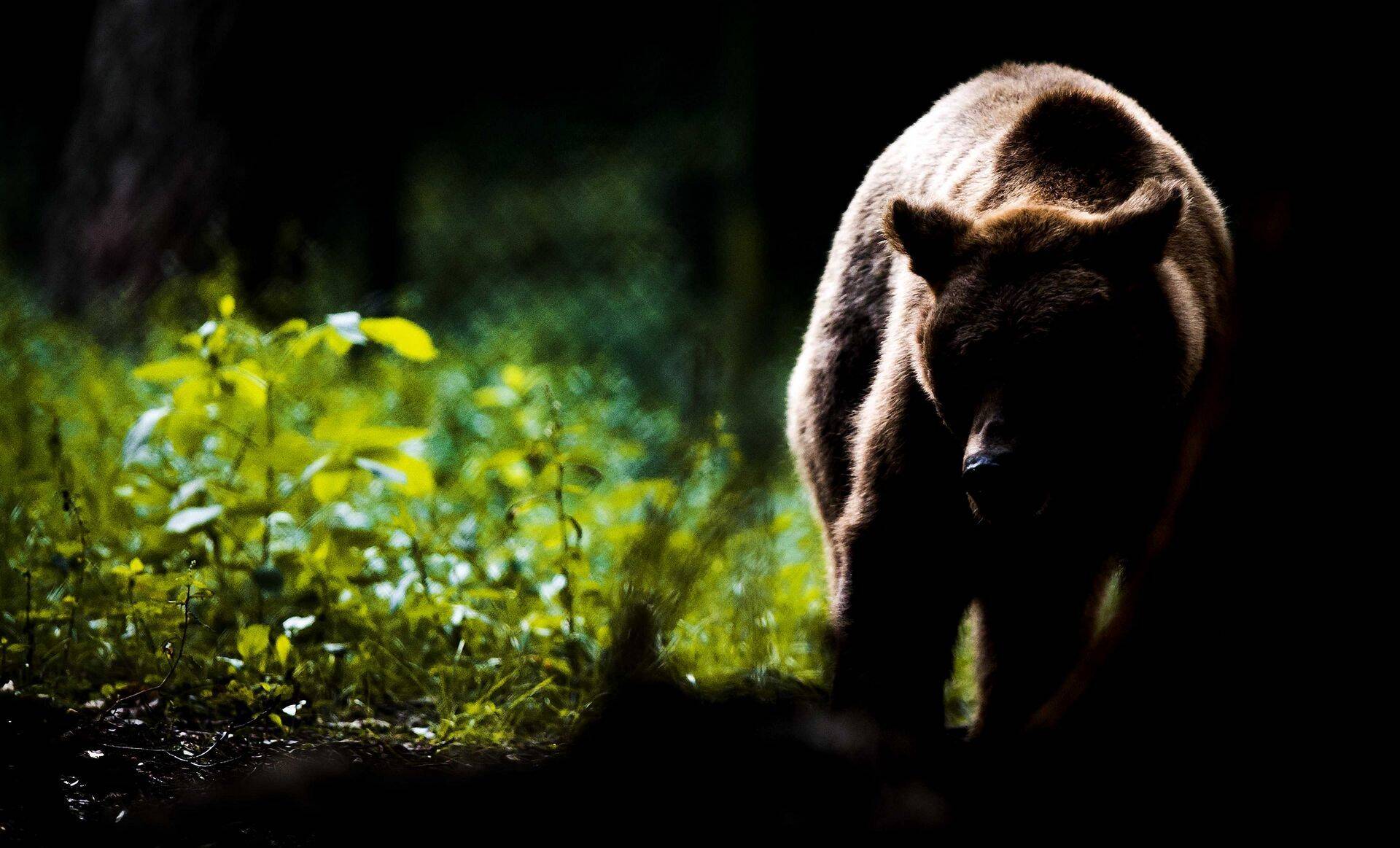 Euroopa börsifirmadele on aasta alanud viletsalt. Kaugel pole karuturg.