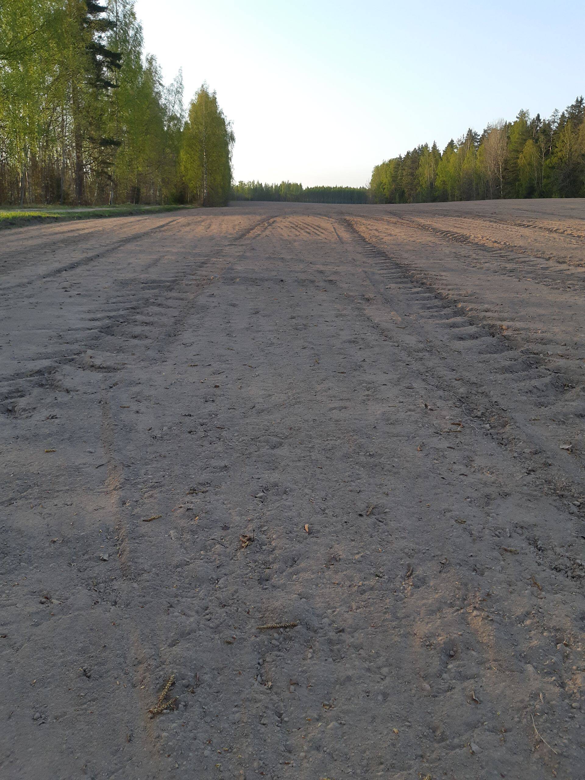 Rullitud rapsipõld.