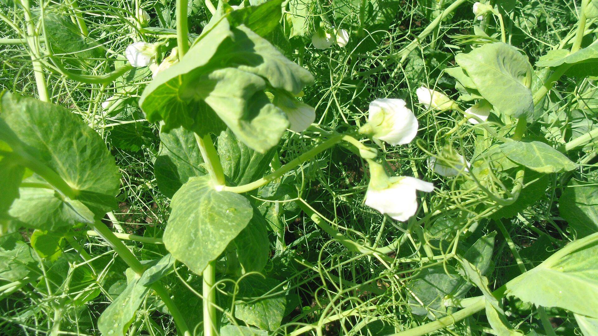 Mis asi on talihernes? Alternatiiv suvihernele?