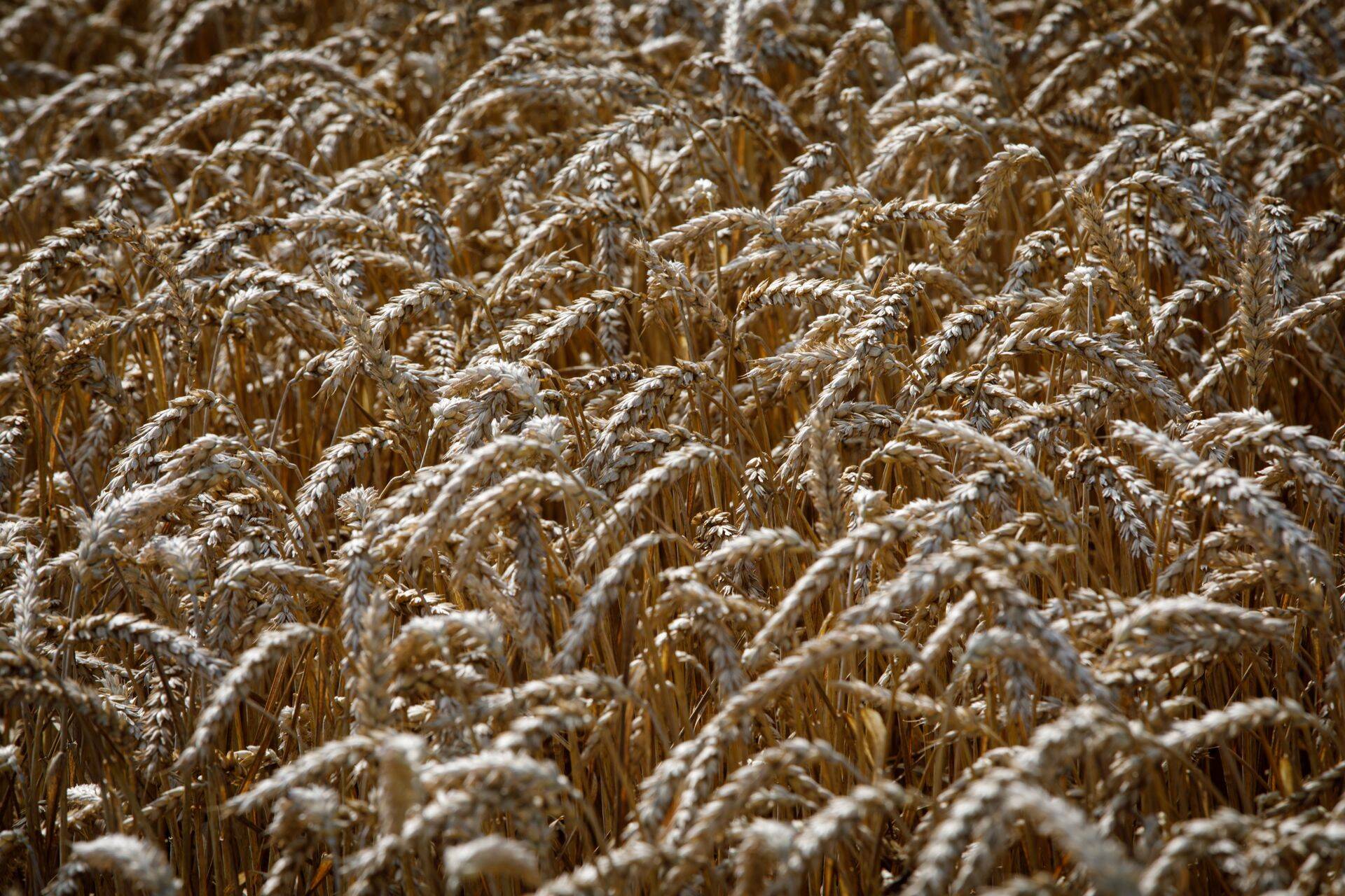 «Мы вступаем в новую эру, где продукты питания становятся дороже, поскольку глобальное потепление снижает урожайность, а население продолжает расти. Люди должны оптимизировать потребление – меньше мяса и больше вегетарианской пищи», – считает эксперт.