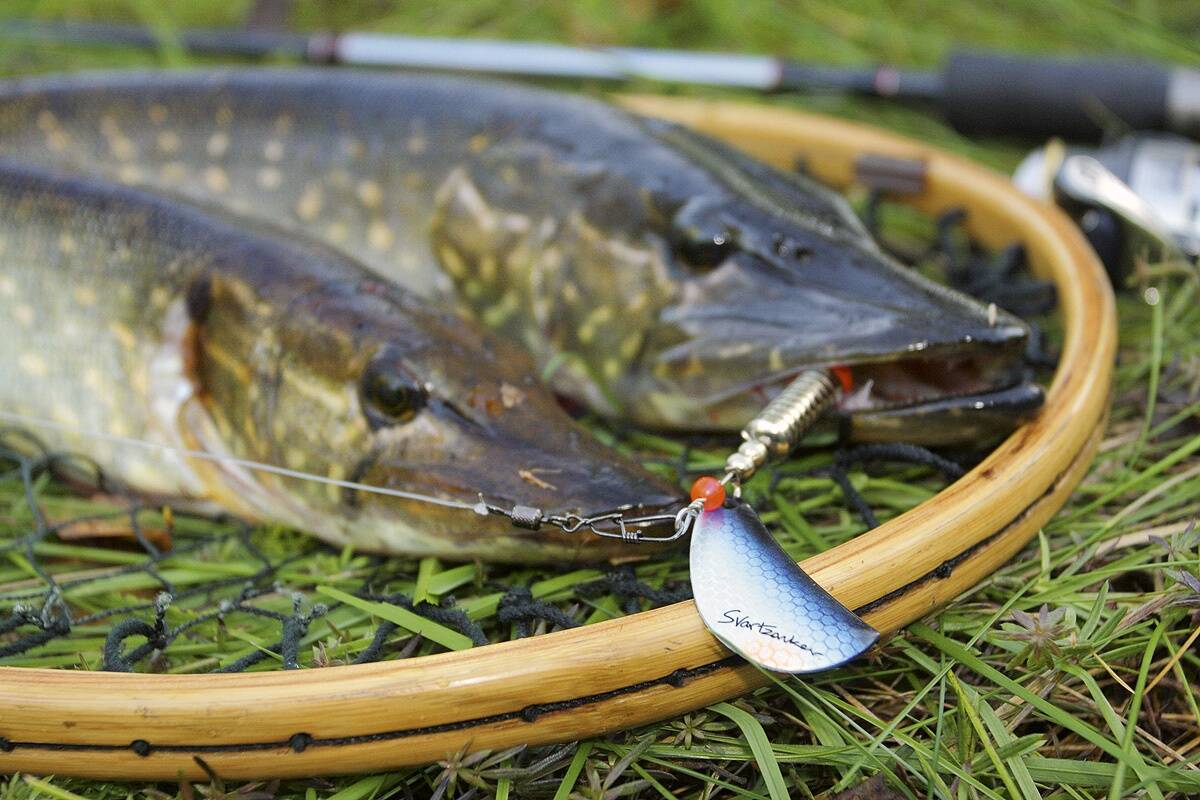 Kust otsida sügisest haugi?