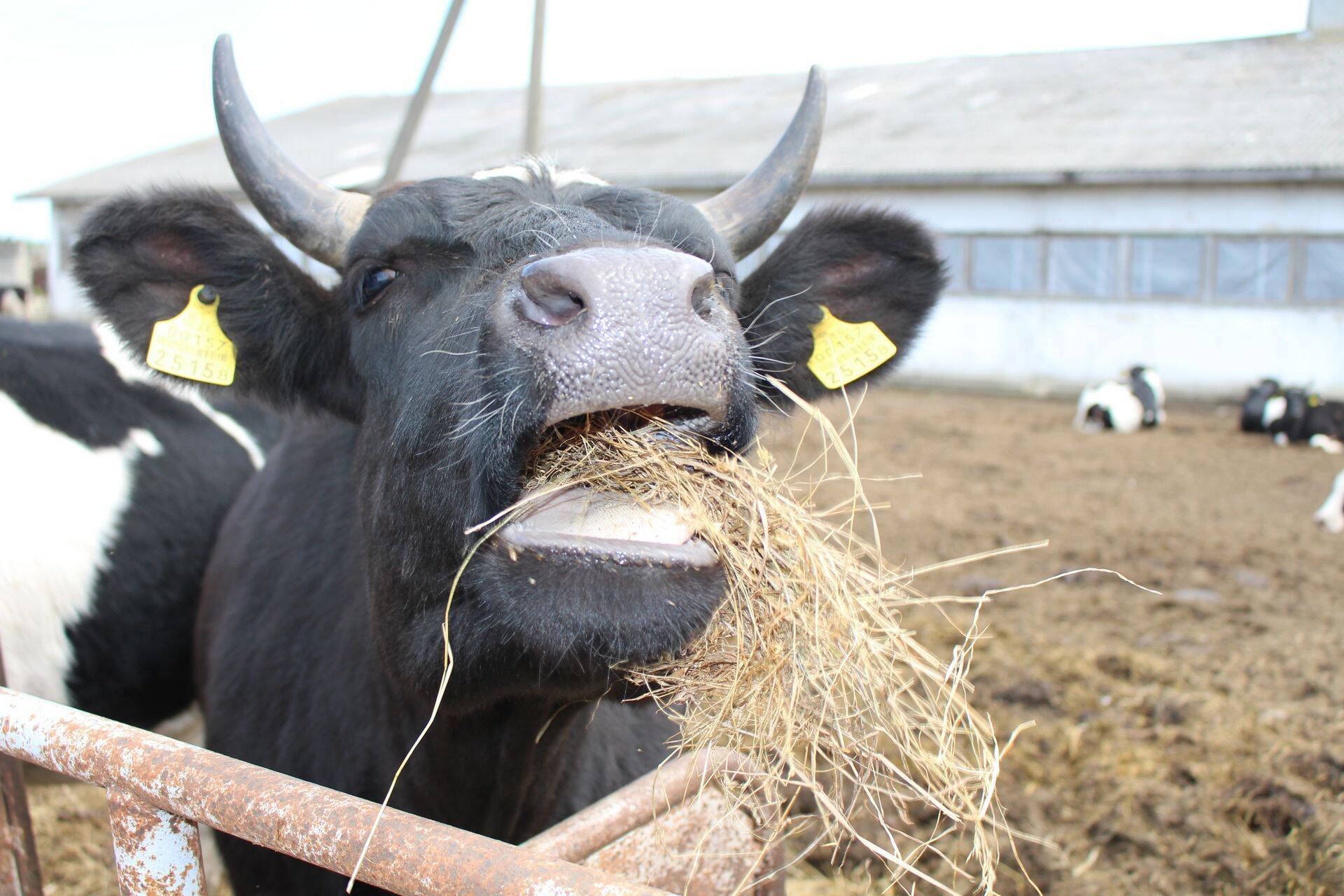 FOTOD: Piimafarmid avasid uksed