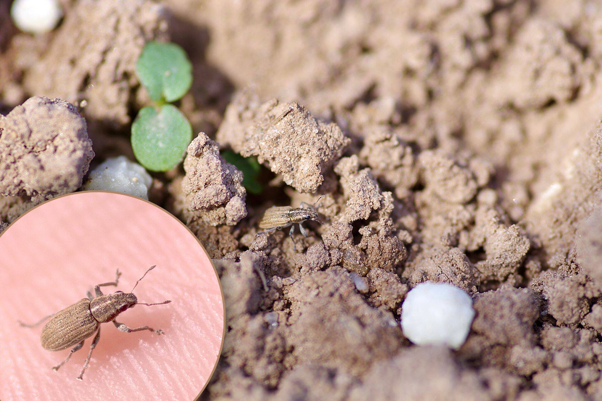 Kuivades tingimustes tuleks tõrje teha võimalusel kohe peale herne külvi
