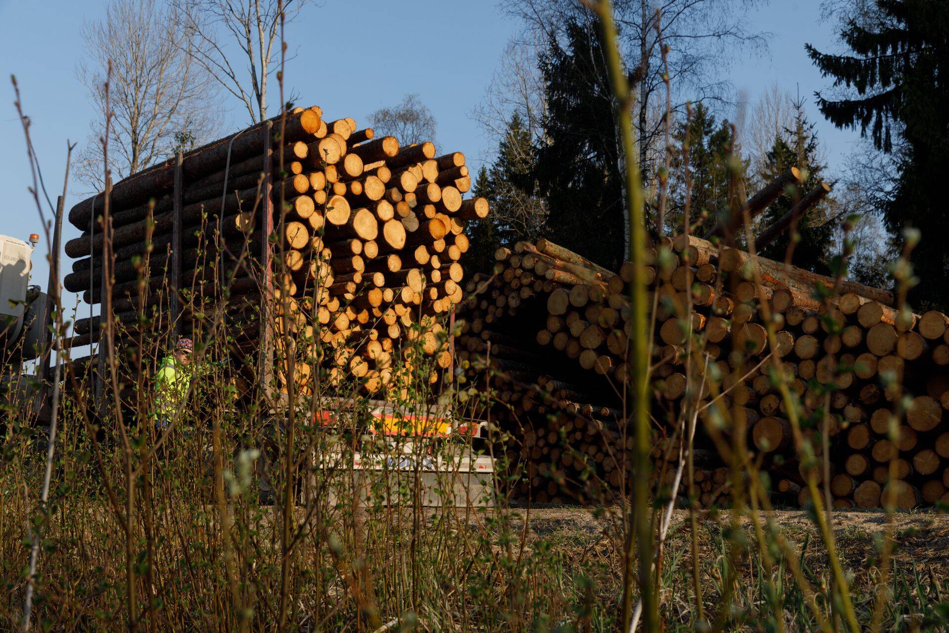 Looduskaitseorganisatsioonid on veendunud, et puidukeemia suurtehaste toorainevajadus ületab meie metsade taluvusvõime.