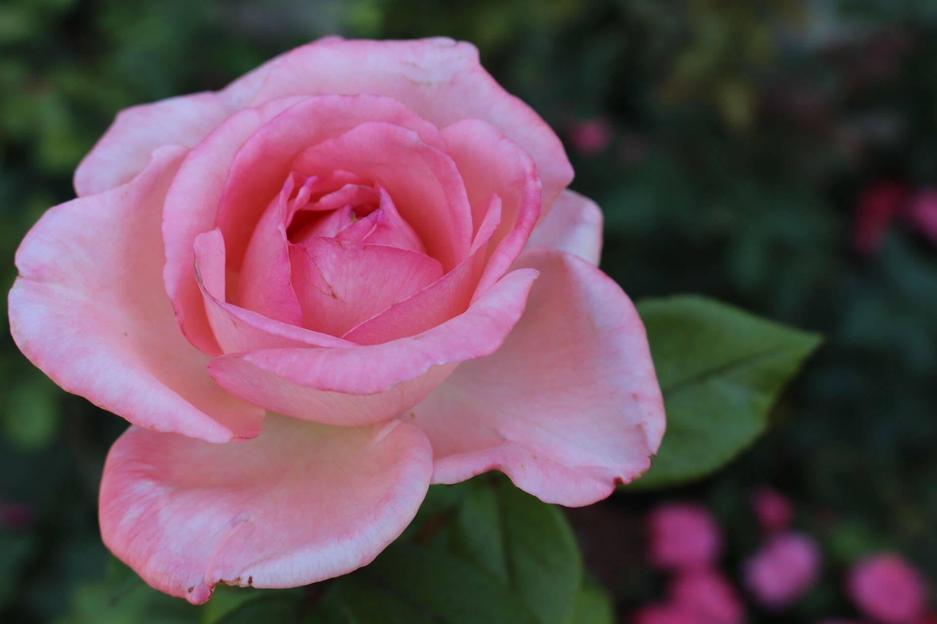 Riik pakub Põltsamaa roosiaia maaküsimusele lahendust