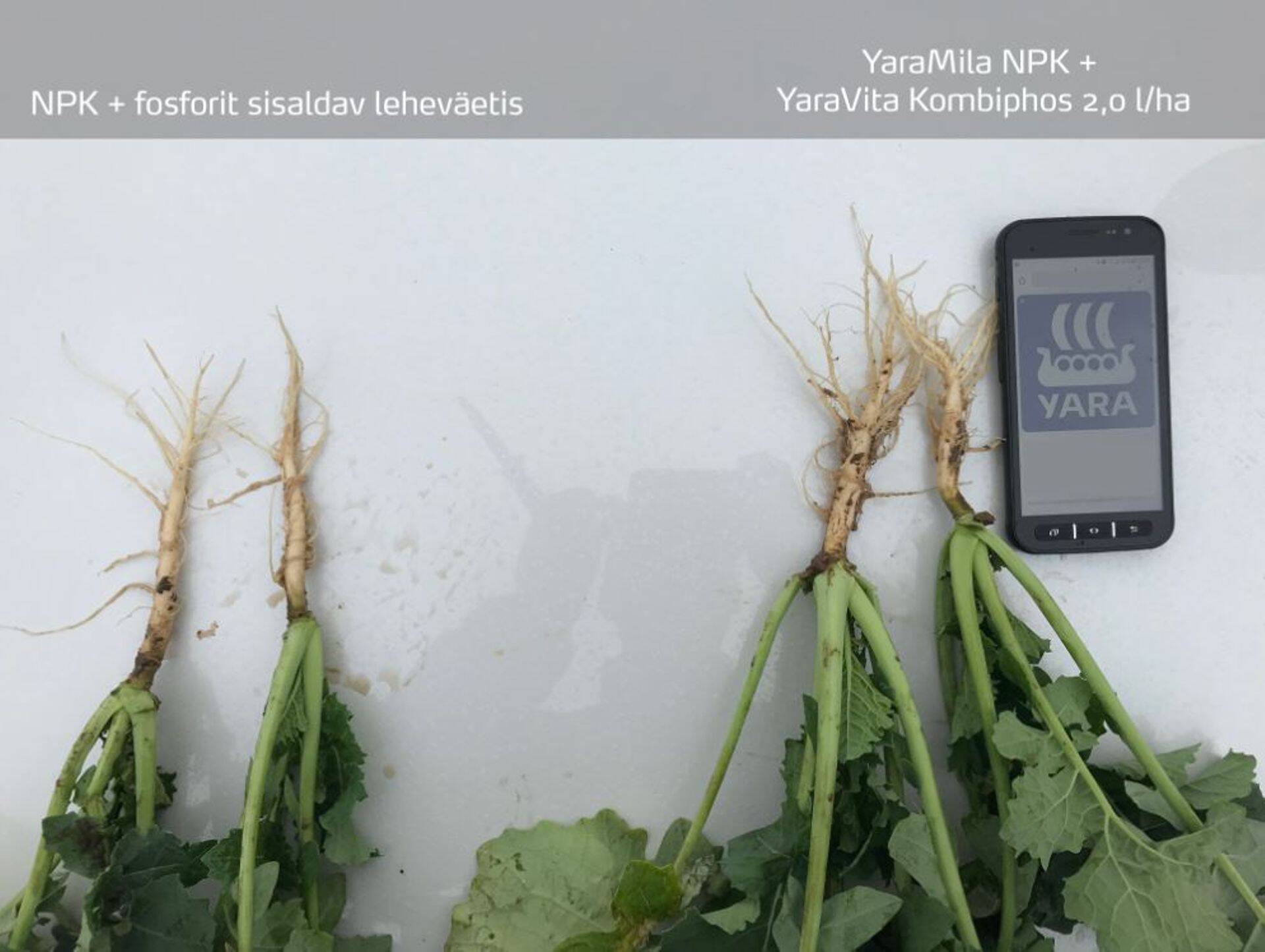YaraVita KOMBIPHOS’ i positiivne mõju talirapsi juurestiku arengule, Tartumaa, 2018 oktoober.
