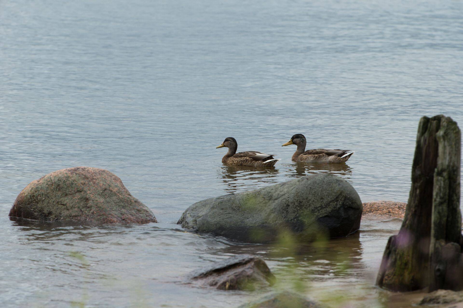 Veelinnud võivad lindude grippi kanda.