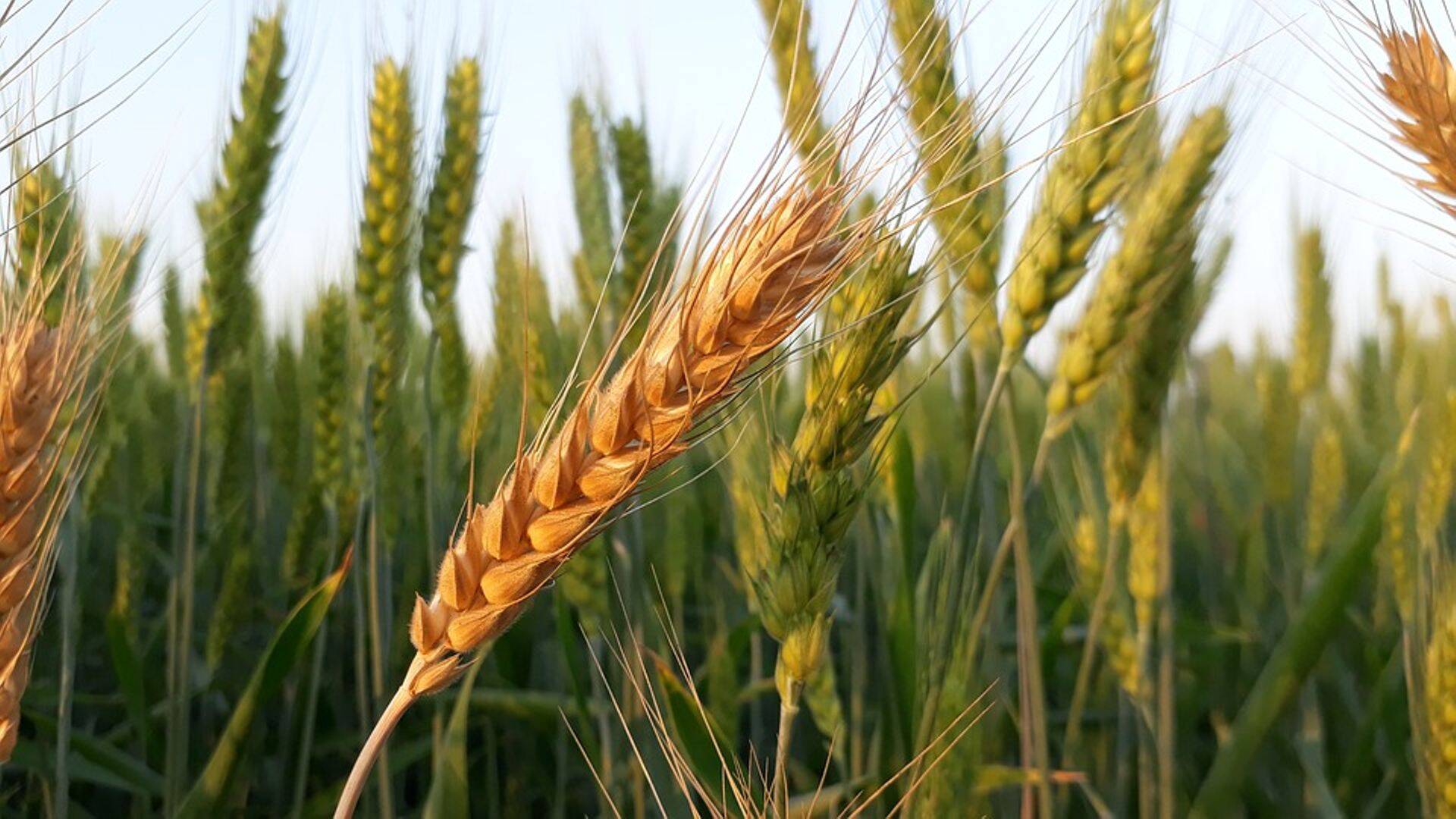 BASF kutsub talveseminarile