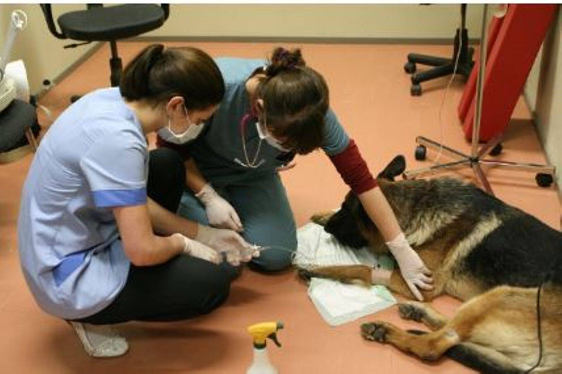 Huviliste arv maaülikooli ingliskeelsele veterinaarmeditsiini õppekavale kasvas