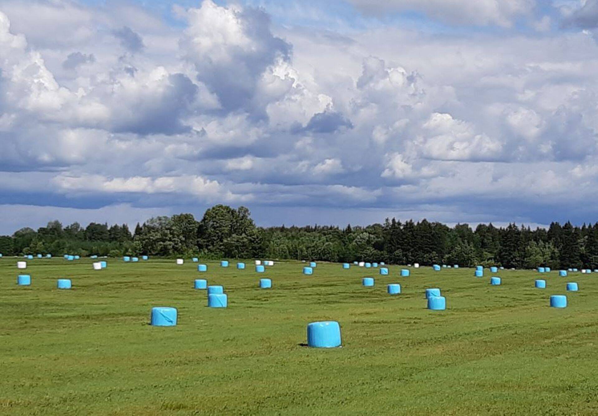 Helesinised silopallid Eestimaa põldudel kutsuvad meestehaigusi märkama.