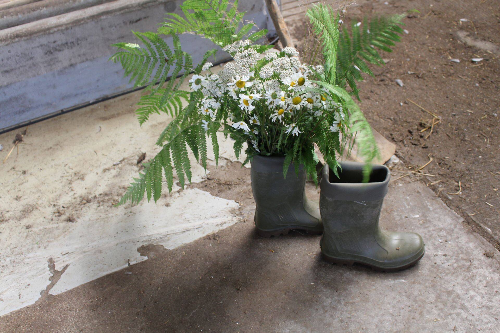 Piirsalu piimafarm lõpetas tegevuse