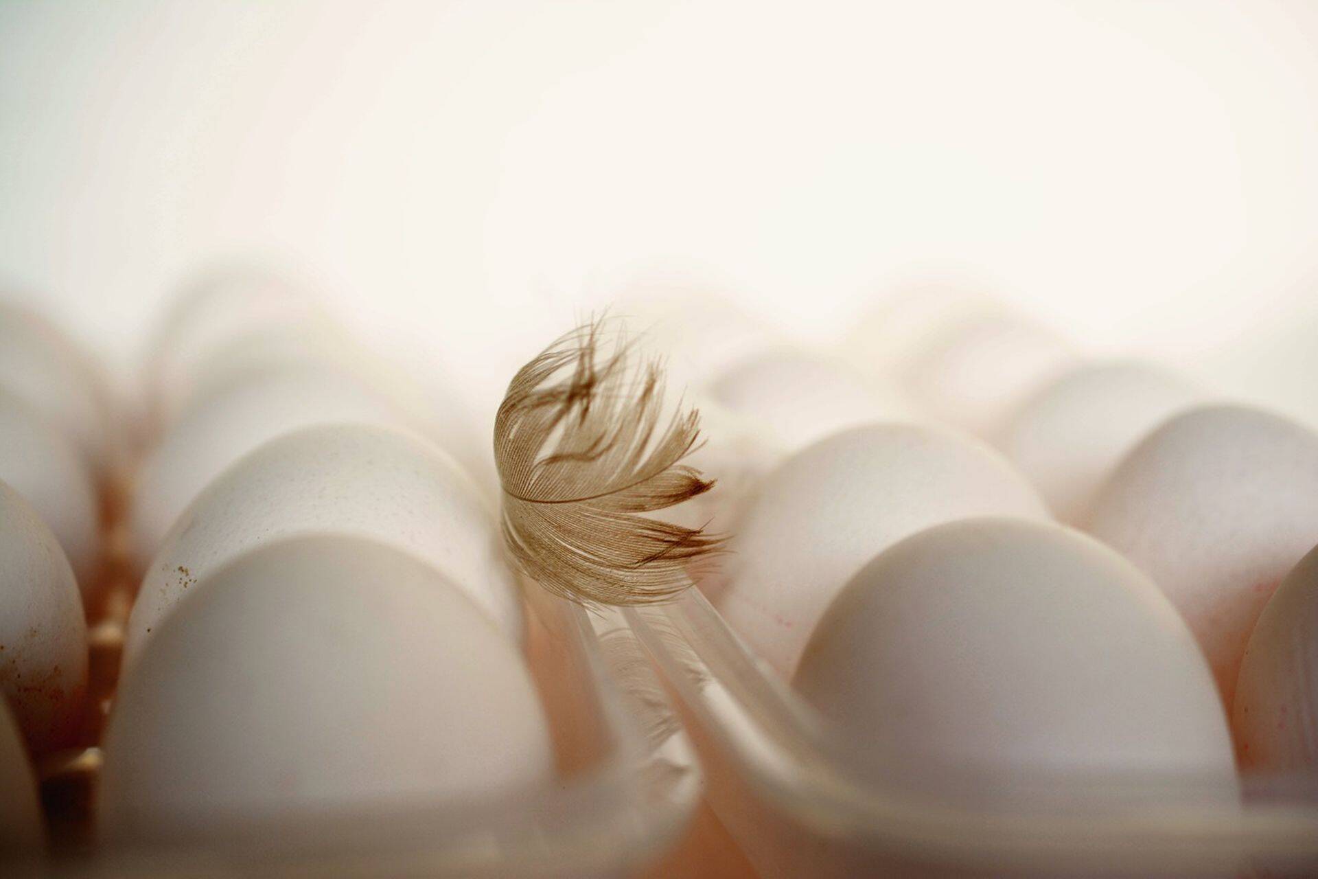 Toidutööstustes tehakse ohutuse tagamiseks palju enamat kui seaduses ette nähtud.