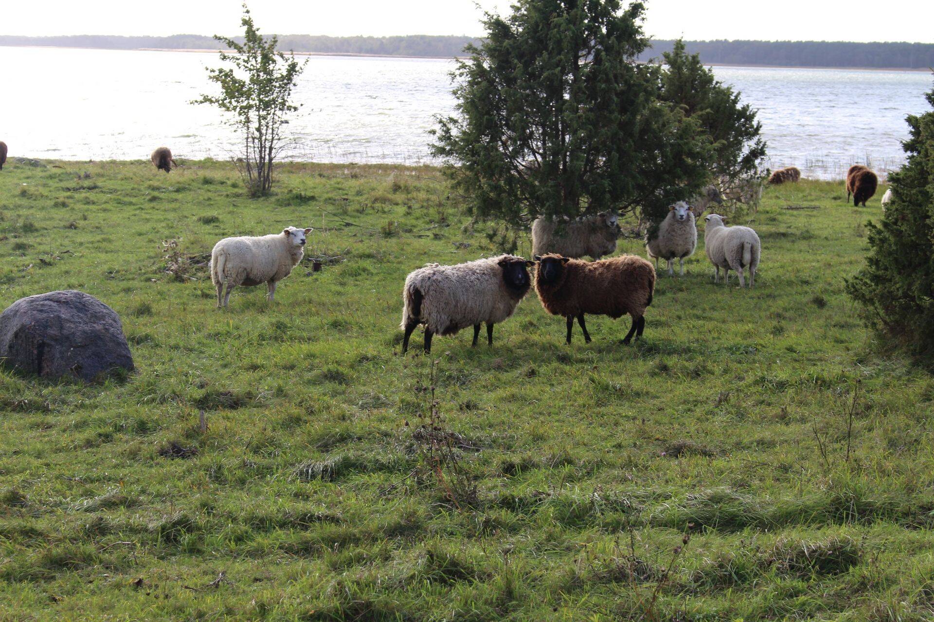 Kariloomad on hobused, kitsed, veised või lambad, kes tagavad poolloodusliku koosluse säilimise selle taastamise või hooldamise teel.