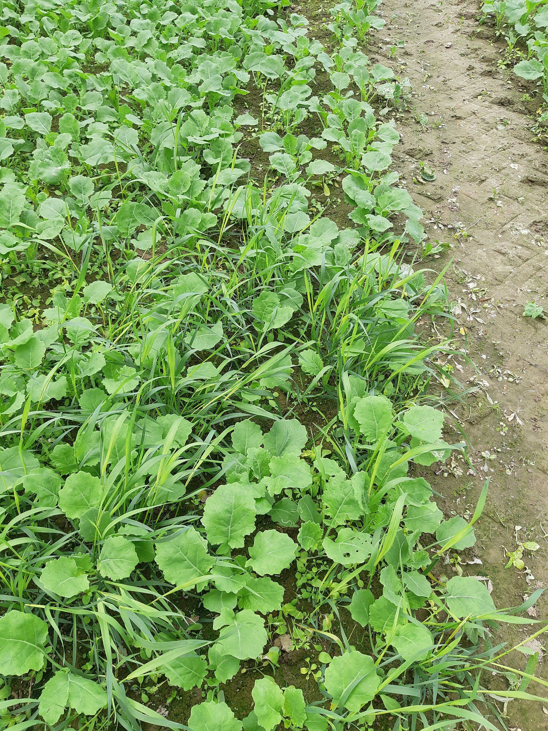 Suviraps on vahepeal kasvatanud mitu lehte juurde.