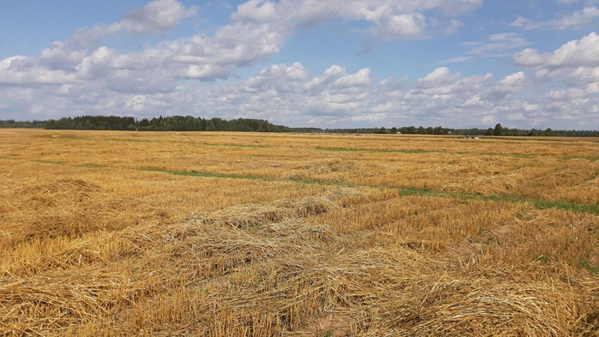 Talinisu hilised sordid koristatud.