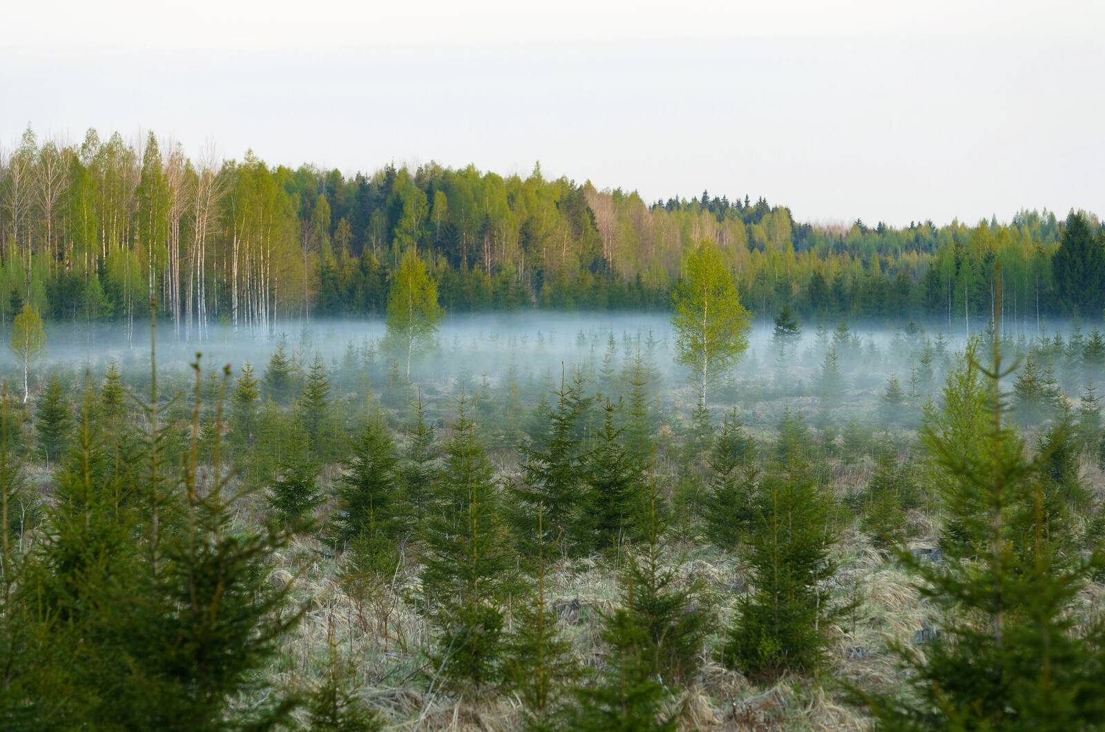 RMK avas taotlusvooru rakendusuuringute rahastuseks.