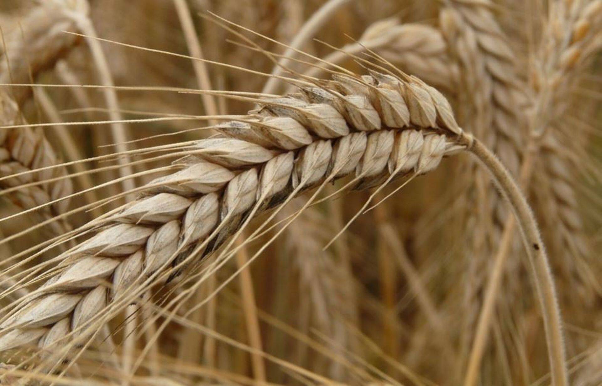 Sangastes pandi alus Euroopa rukkivõrgustikule