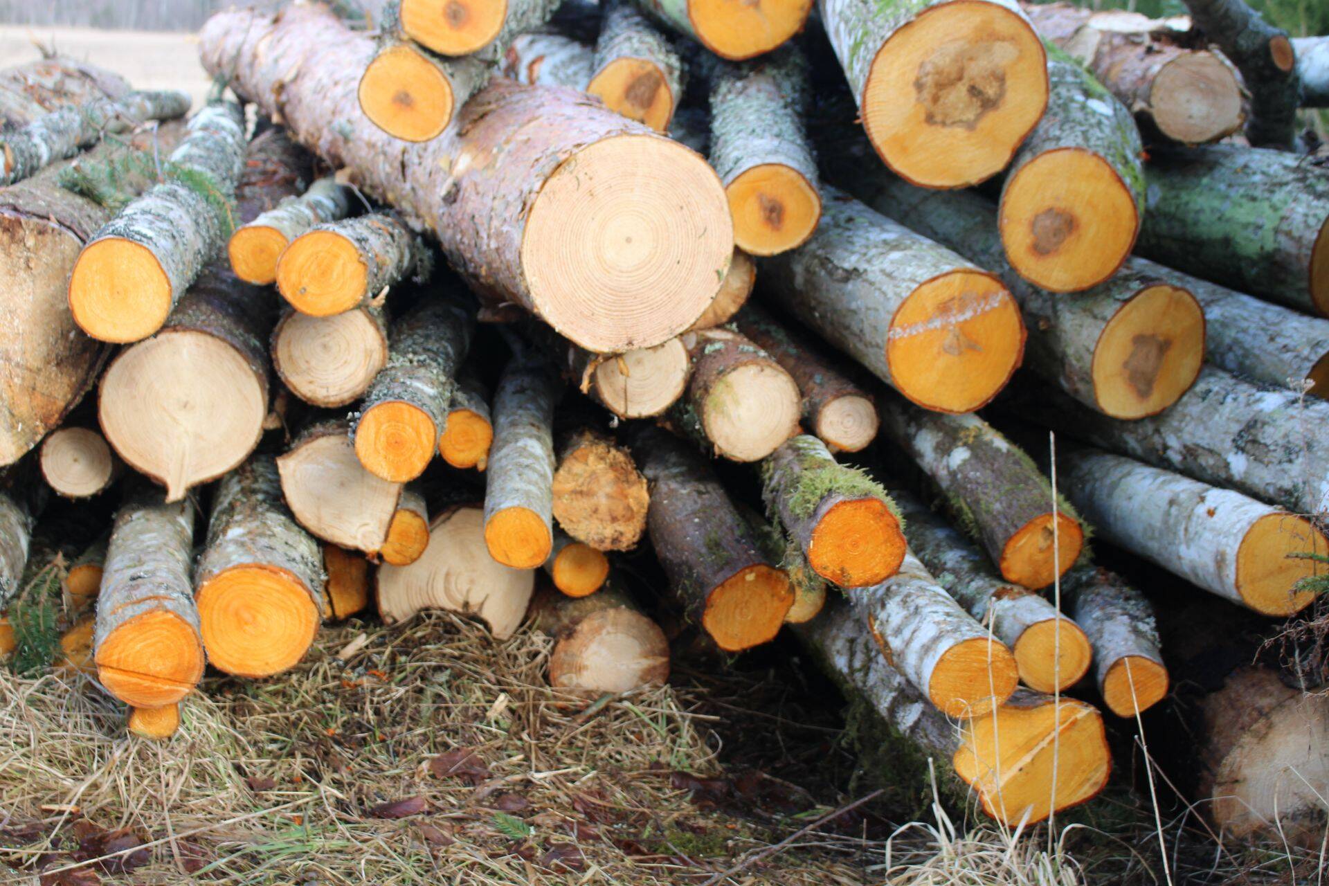 Paberipuit on teinud rekordilise hinnatõusumets