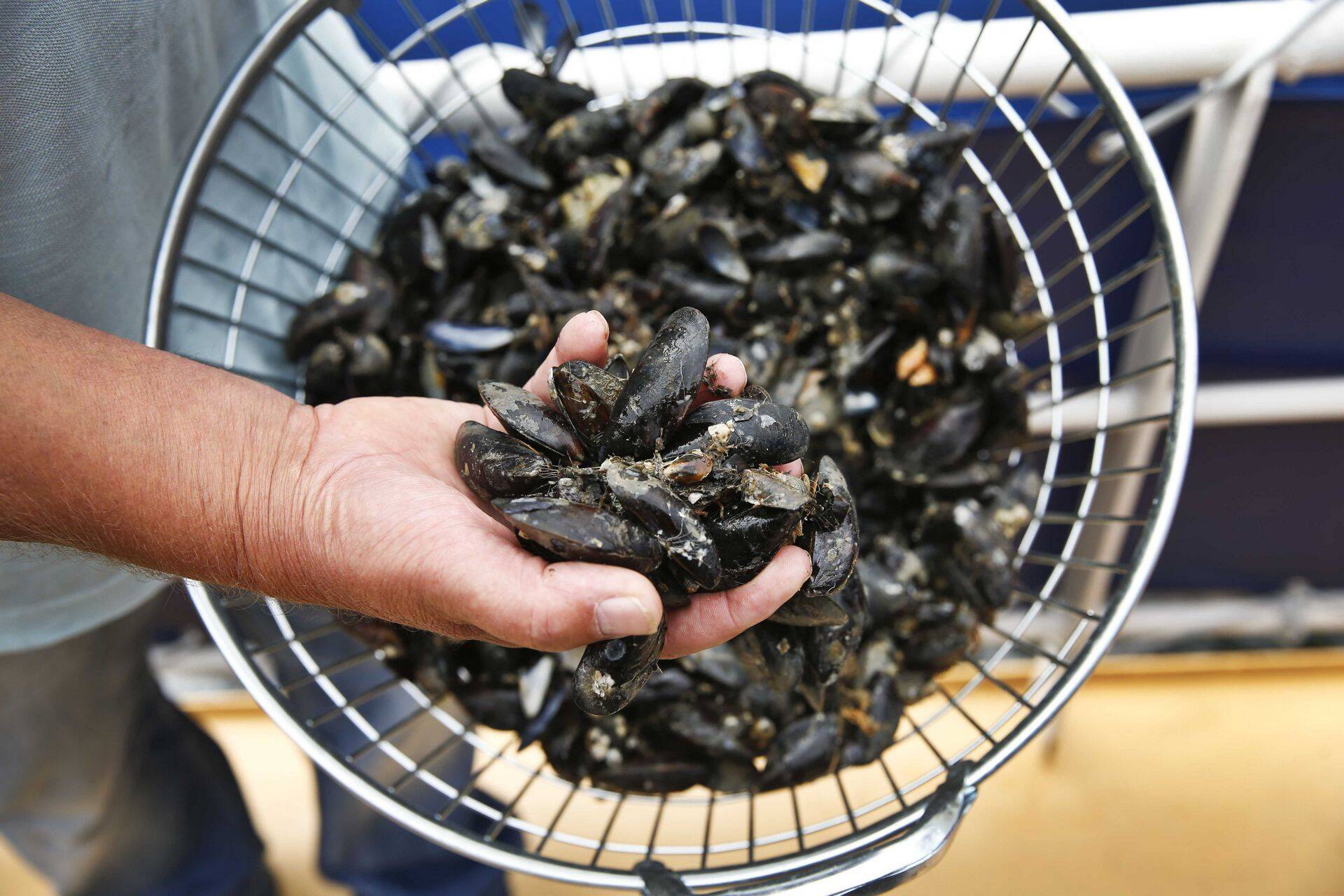 Sinimerekarpe ei ole Eestis varem kasvatatud. Janno Joosep tahab olla esimene, kes selle ette võtab.