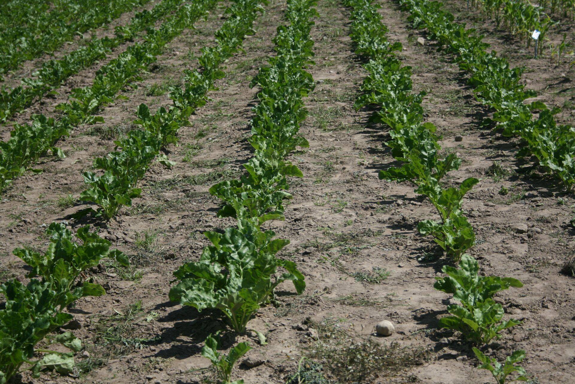 18% kogu Eesti põllumajandusmaast on mahe