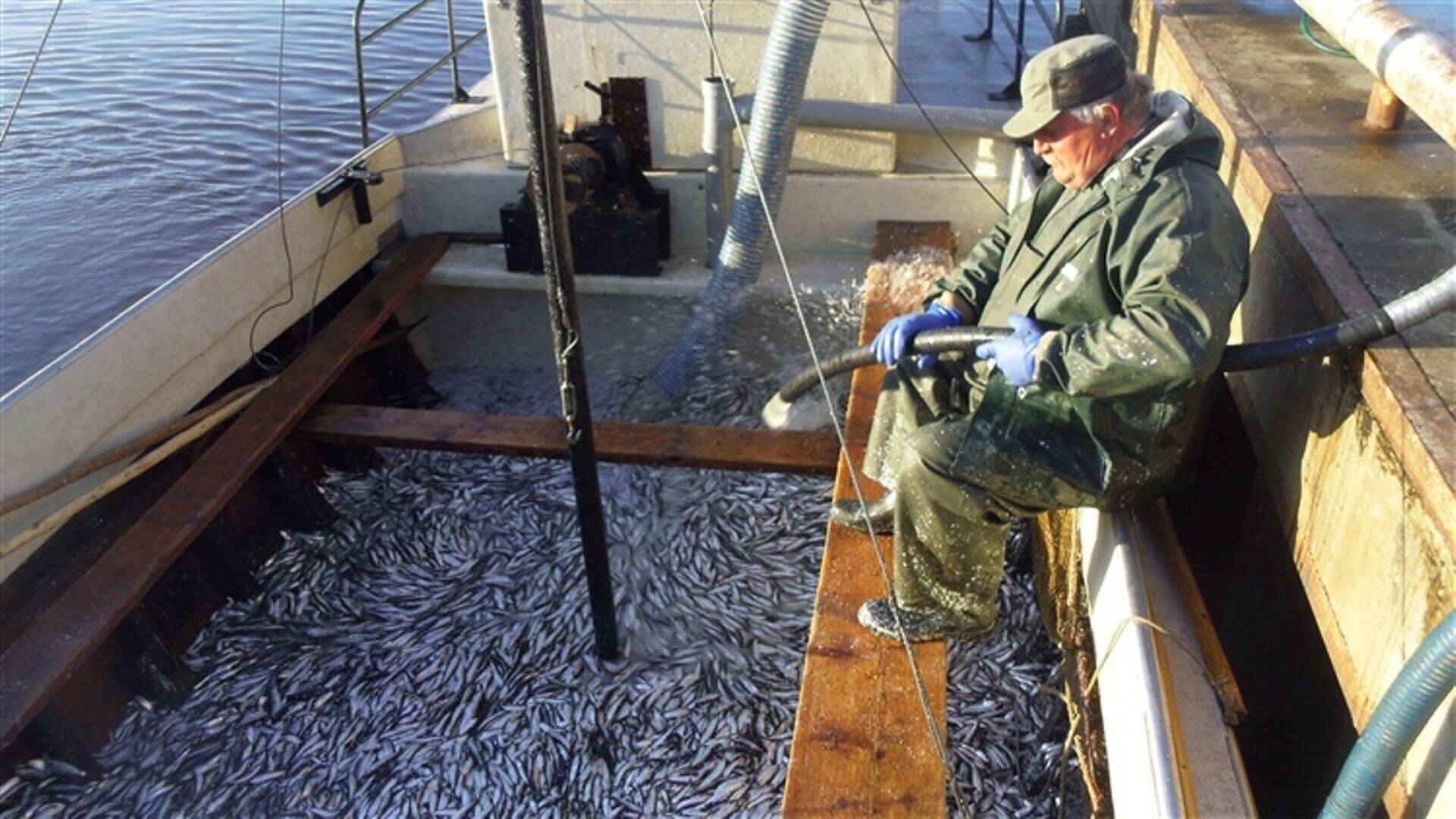 Kalur Japsi sadamas Pärnus.