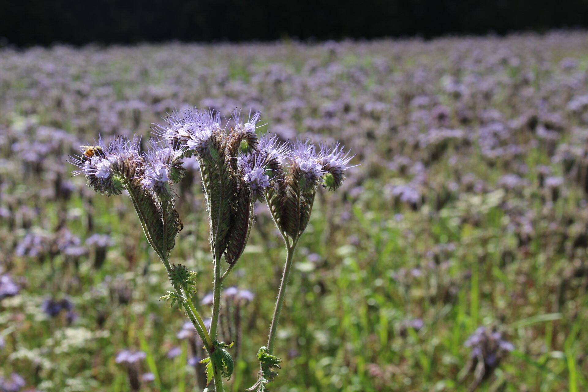 Keerispea on sobiv vahekultuur
