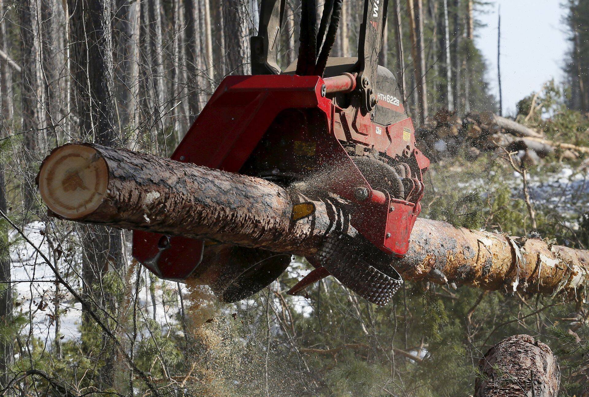 Venemaa keskosas paikneva Krasnojarski krai metsatööstus eksportis varem toodangut Euroopasse, Jaapanisse ja Hiinasse.