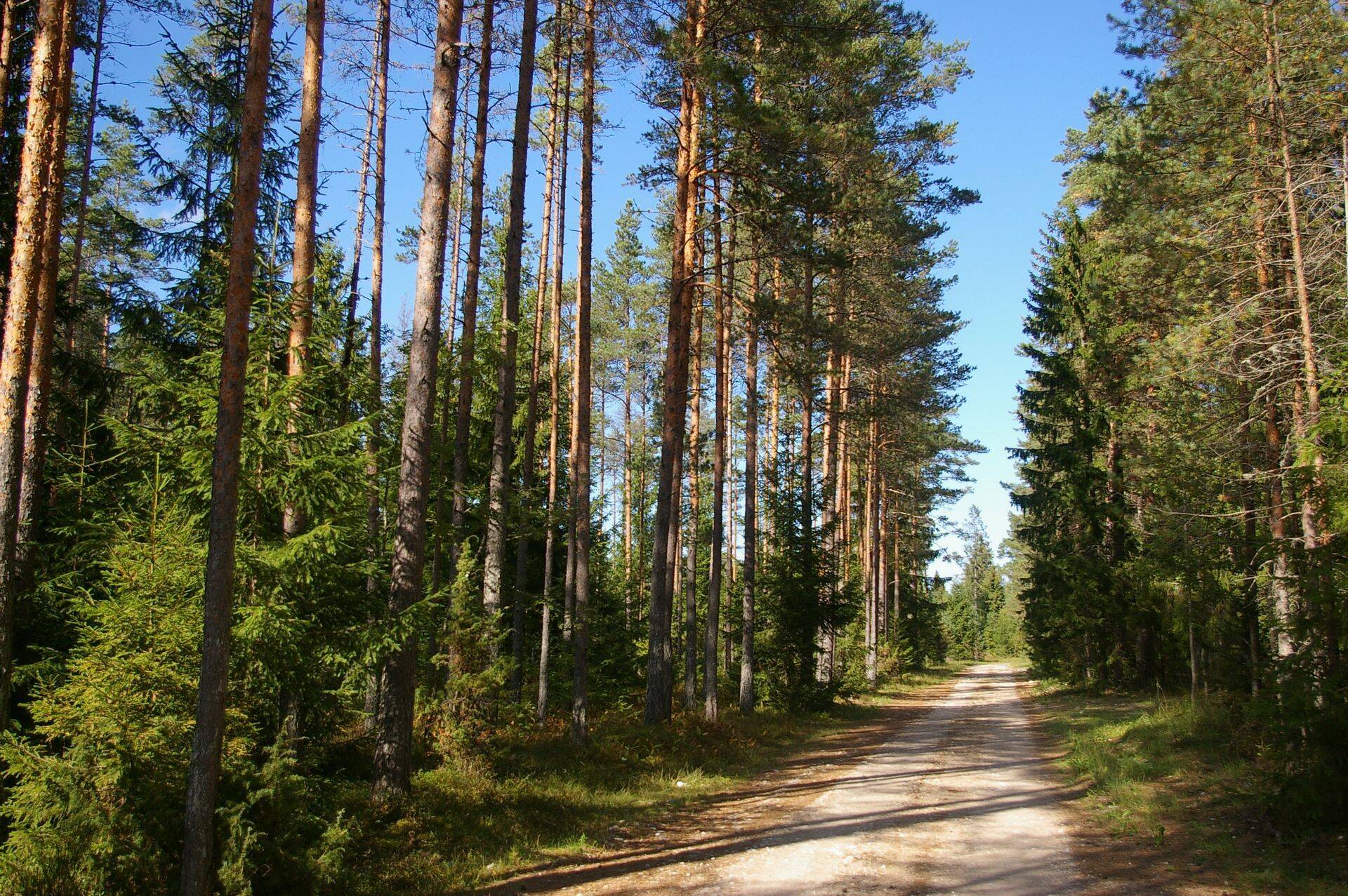 EMÜ vilistlane – tule metsa istutama