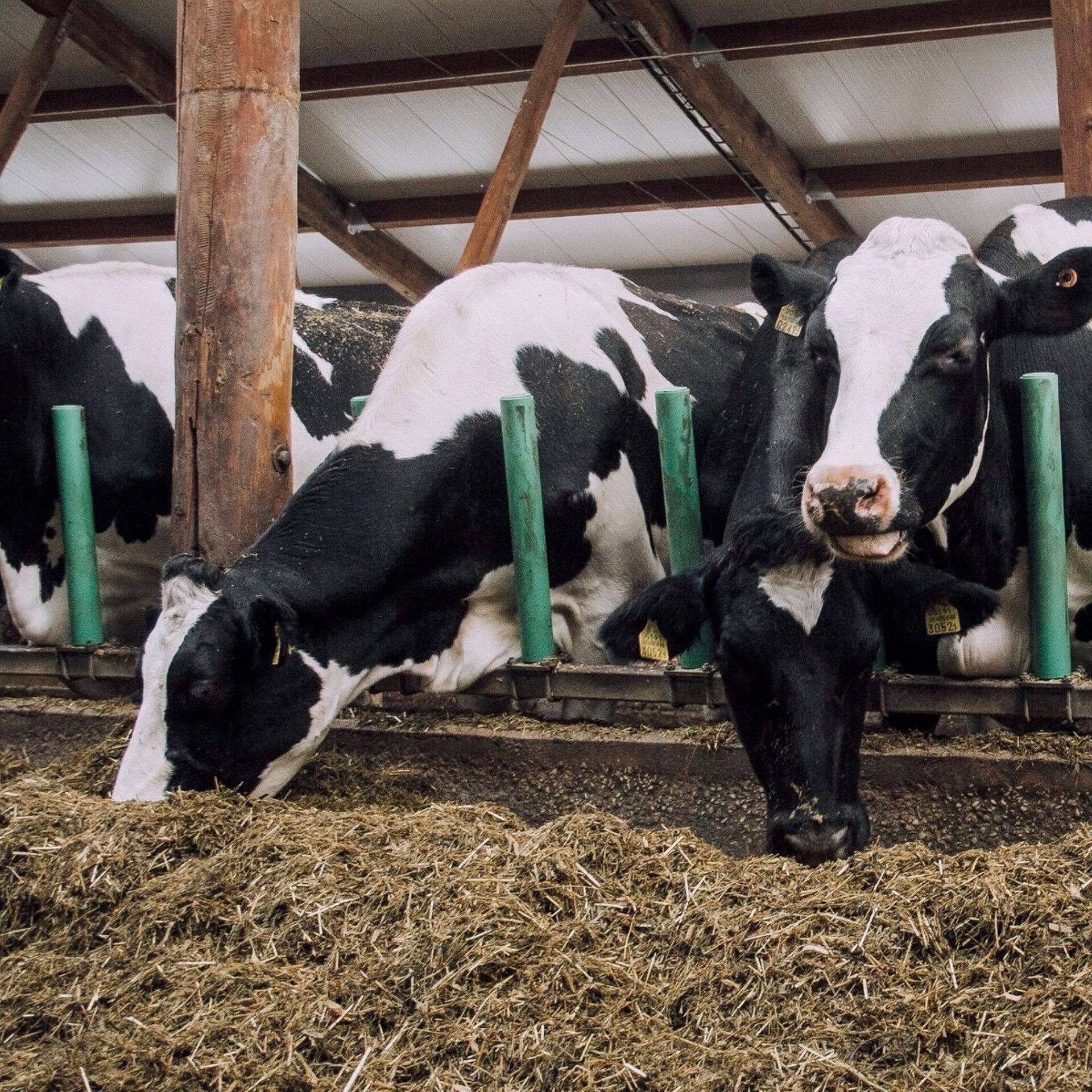 Iga loomade heaollu investeeritud euro annab juba vähem kui aasta pärast tagasi 3–4 eurot.