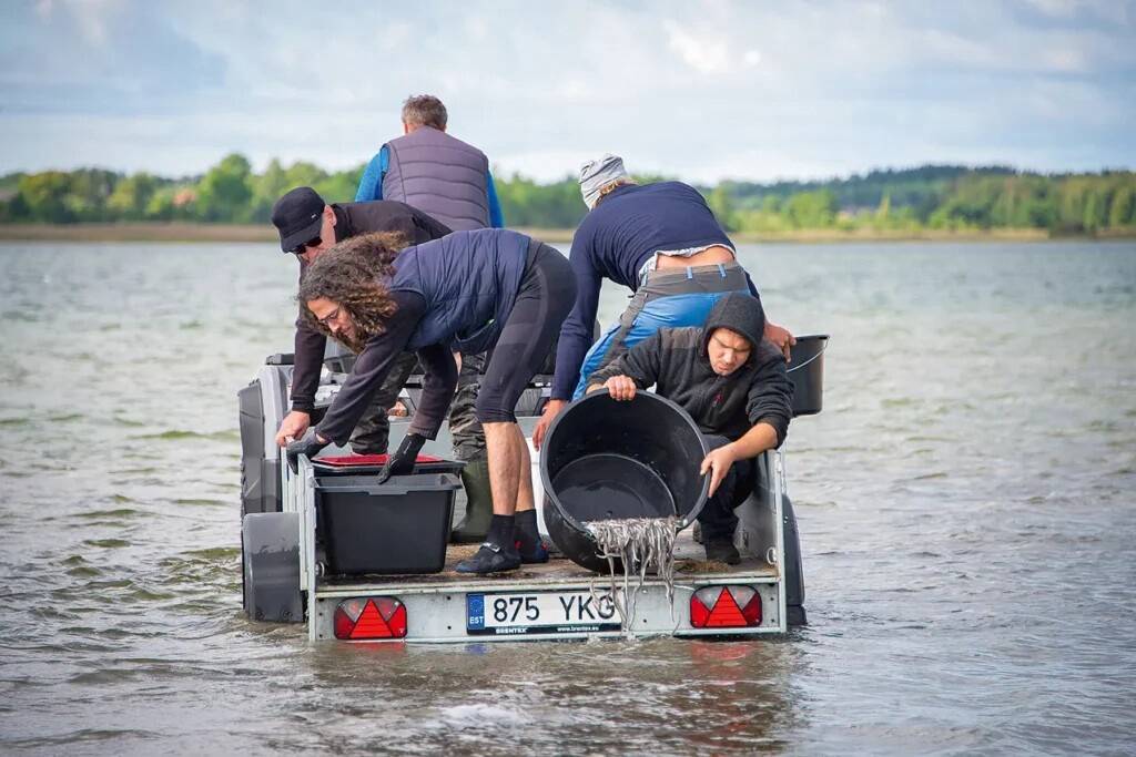 Liili vedamisel sai Hiiumaa septembris üle 73 000 angerja noorjärgu.