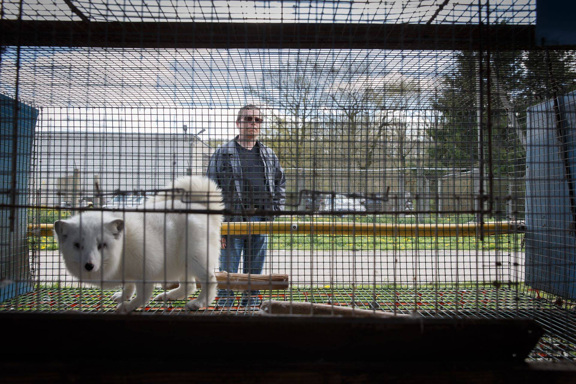 Balti Karusnaha juht Alar Kõre leiab, et loomakaitsjate jutu järgi tuleks keelata ka lemmikloomad.