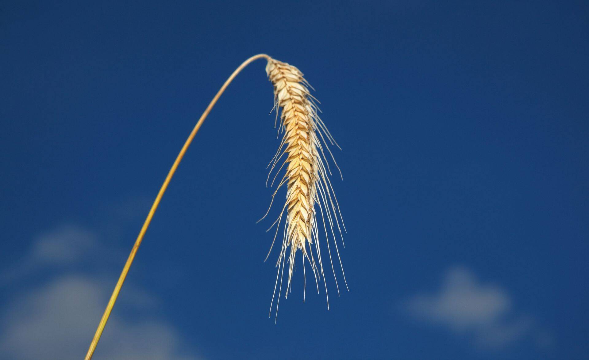 Baltic Agro otsib mahevilja sisendite ostu-müügijuhti