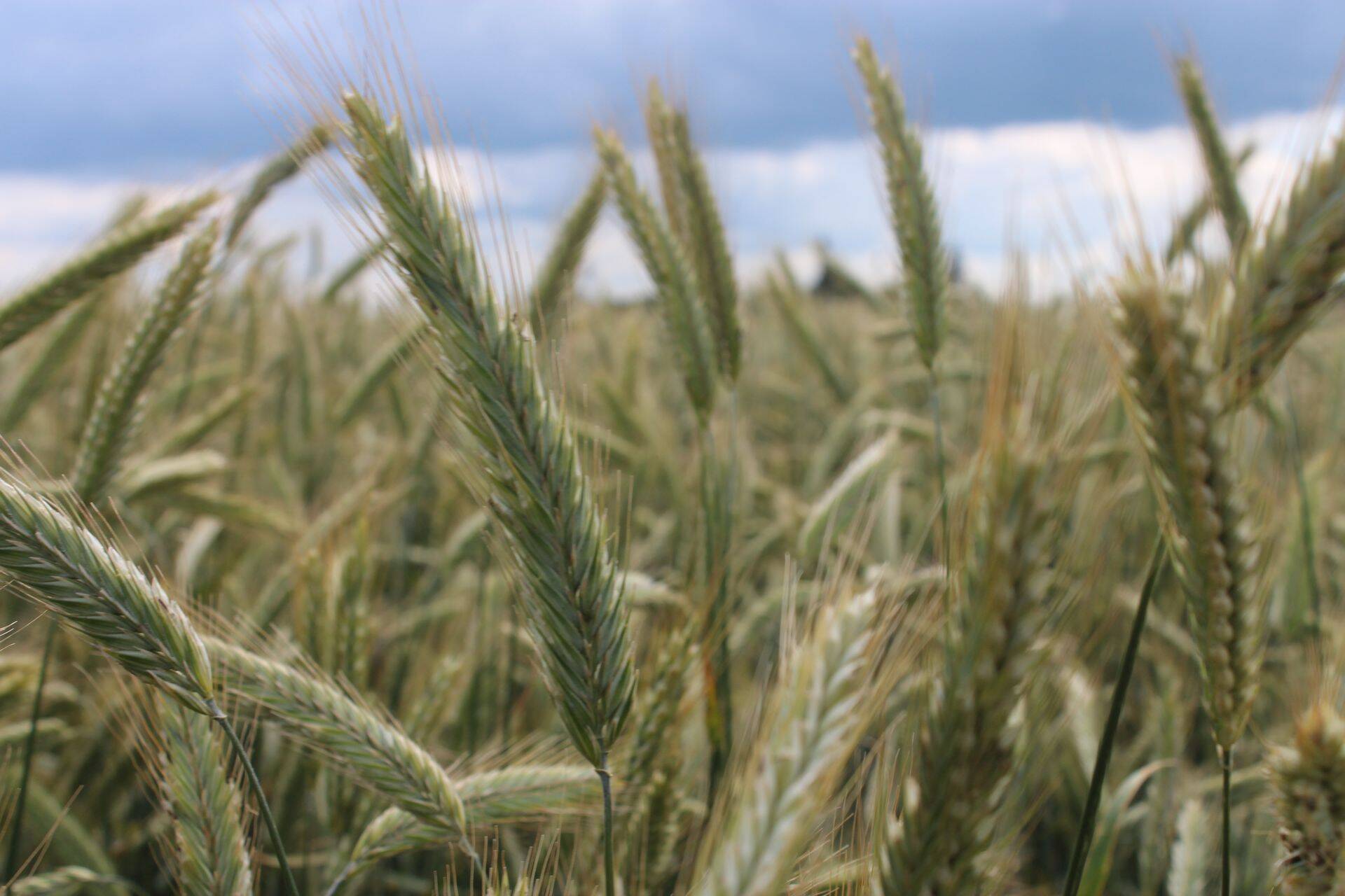 PRIA avas põllumajandusettevõtete tulemuslikkuse parandamise toetuse taotluste eeltäitmise