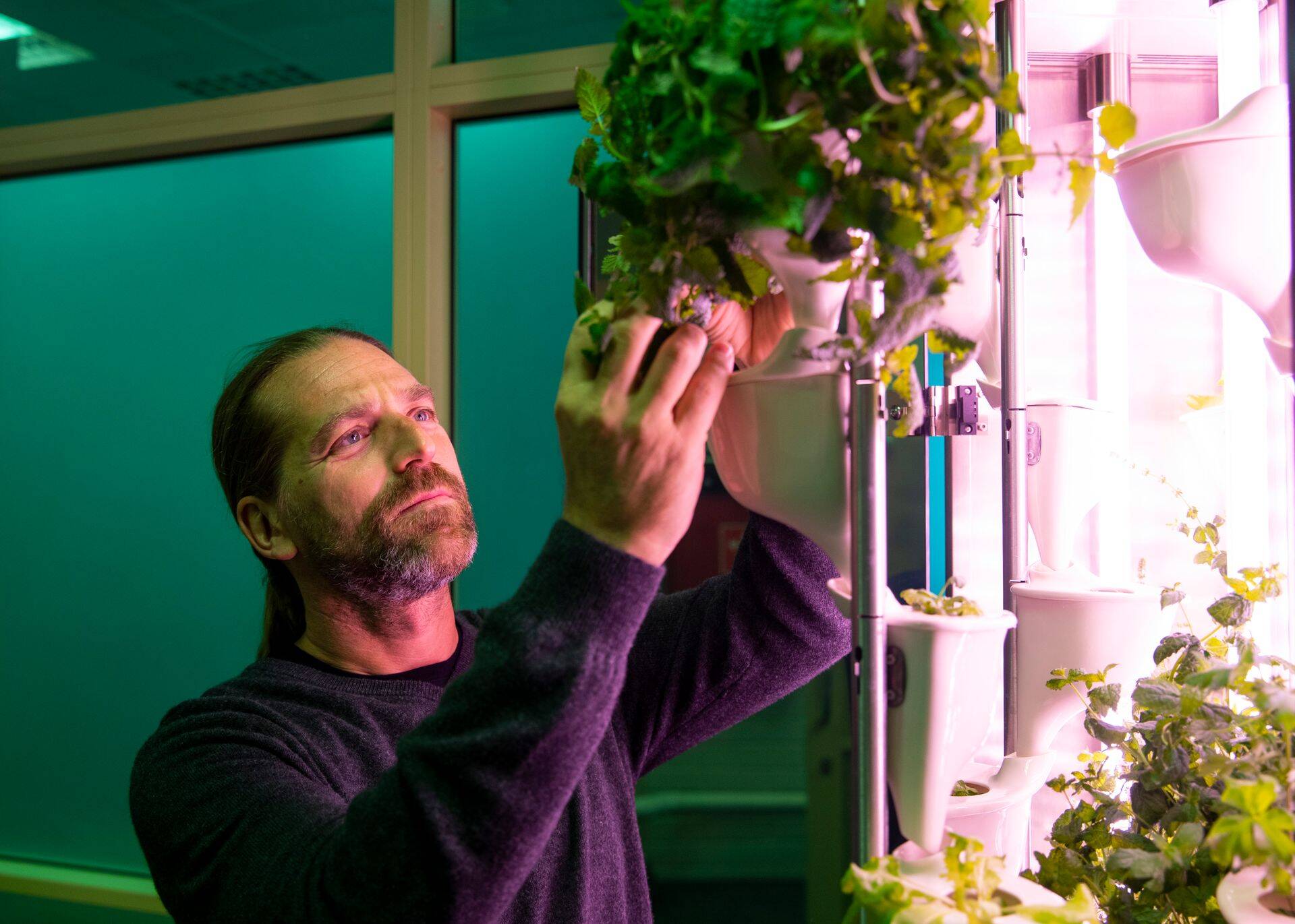 Natufia juht Gregory Lu kolis oma ettevõtte Saudi Araabiasse. Tubane taimekasvatus, mis Click & Grow abil tuttavaks saanud, on liikunud külmkapikujulisse kappi, mida saavad praegu veel endale lubada vaid need, kes 10 000 dollari eest taimekasvatust kalliks lõbuks ei pea.