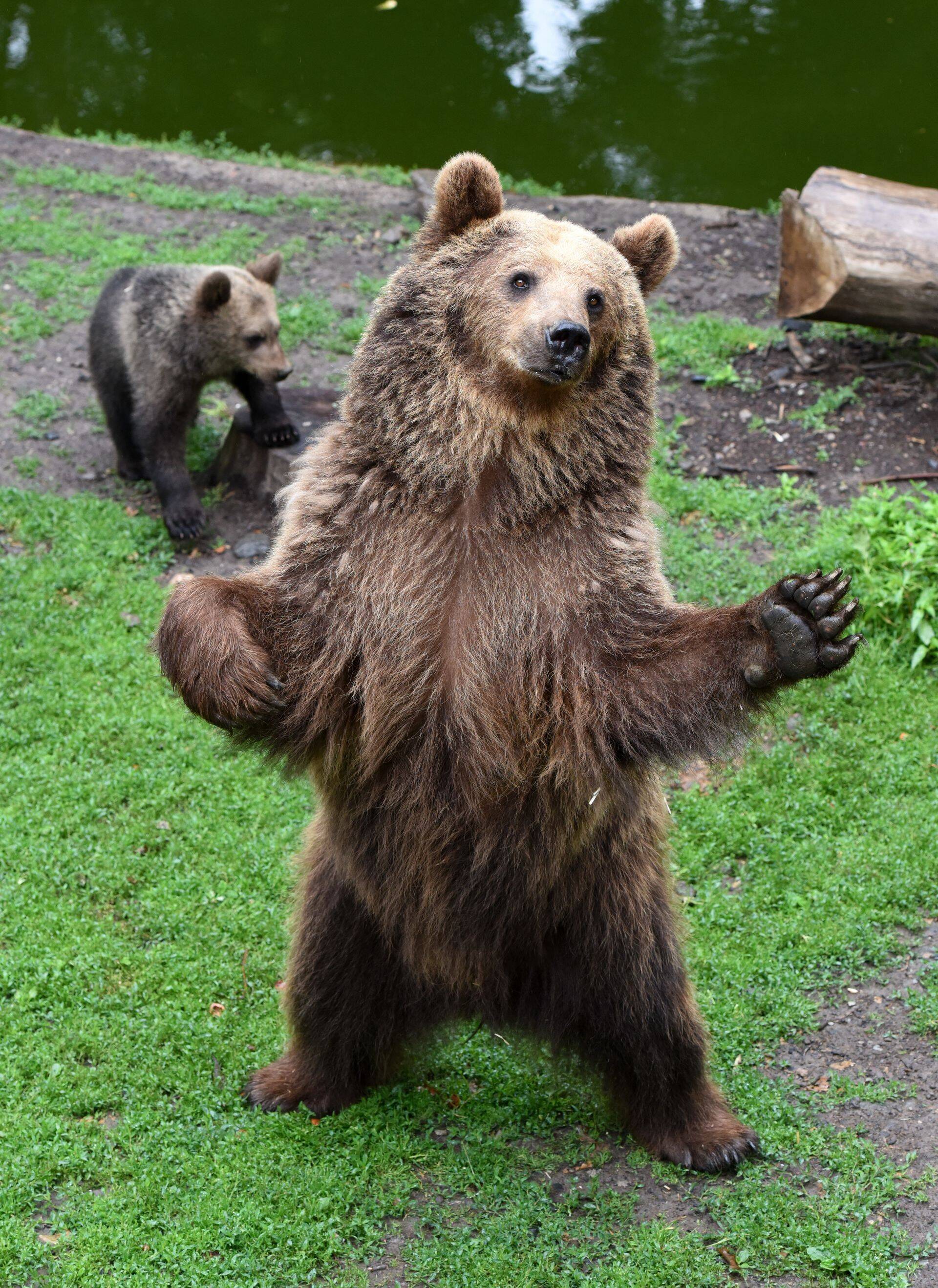 Karuturg on oma nime saanud mesikäpa arvatava ründestiili järgi.