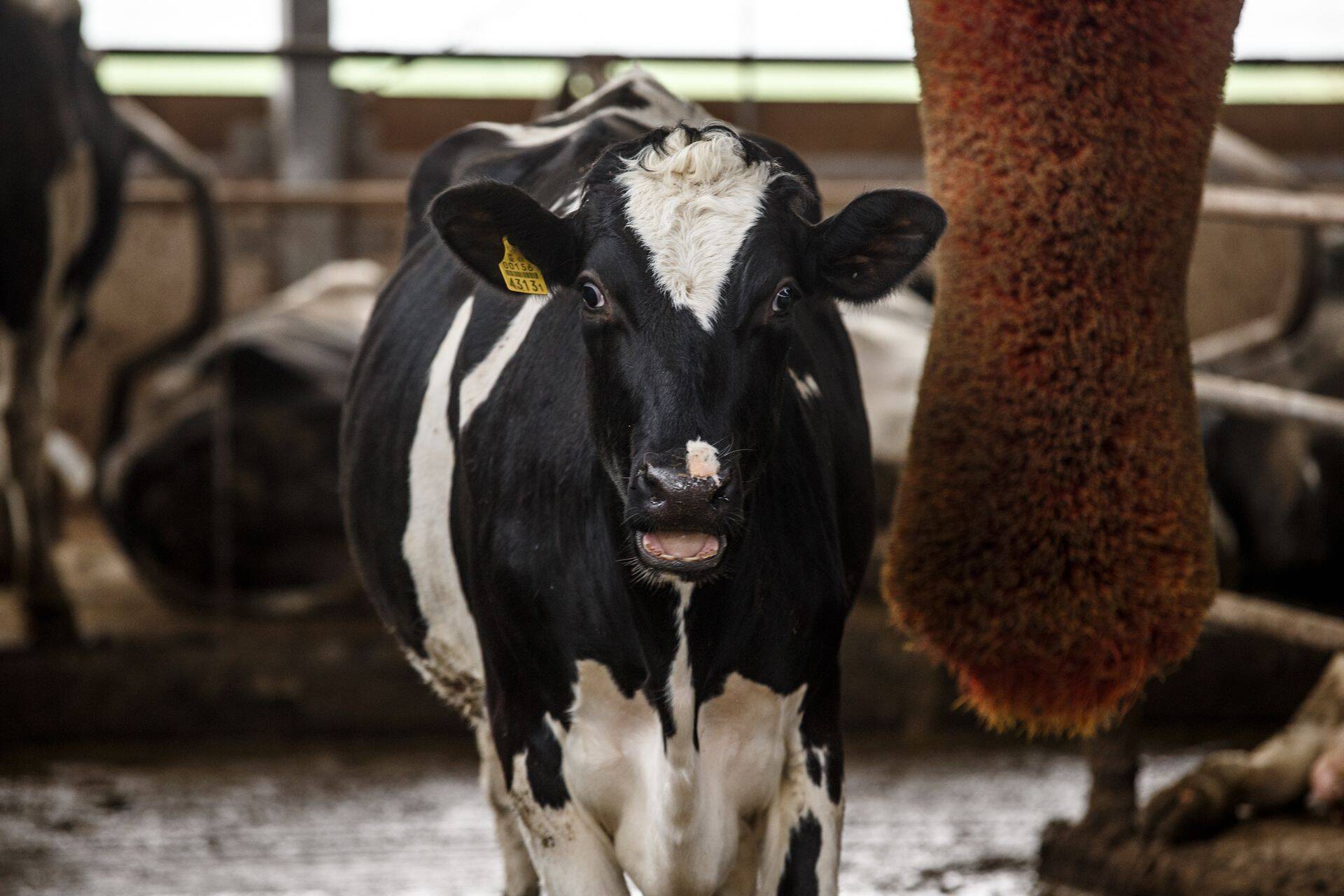 70 väikepiimatootjat on juba saanud abi Rimi klientide annetustest