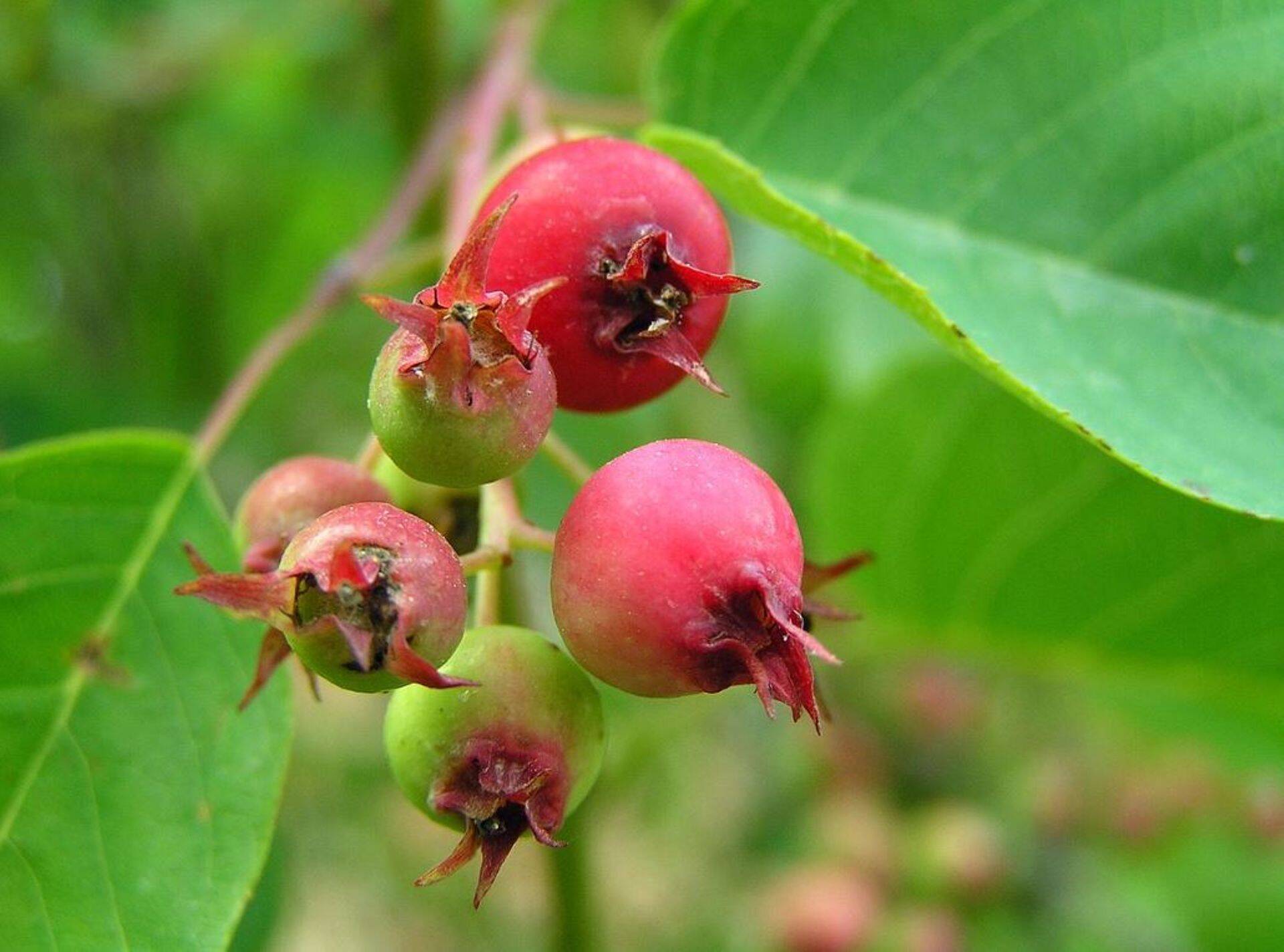Tähk-toompihlaka viljad on kujult kerajad, purpurjasmusta värvusega ning söödavad.