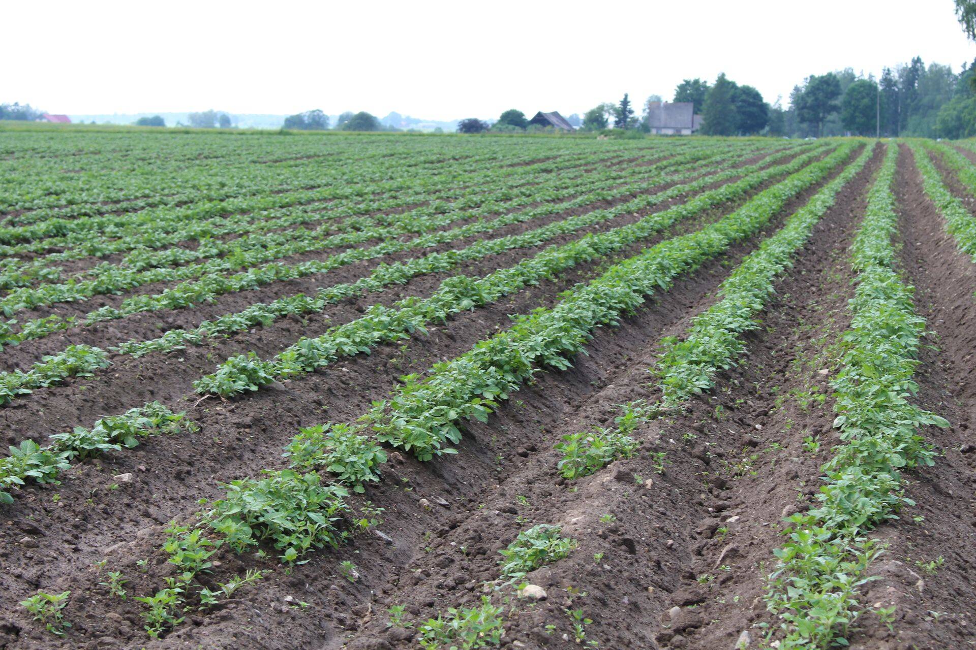 Maamessi maanädal kuulutatakse Tartus avatuks kartuliteemalise sündmusega