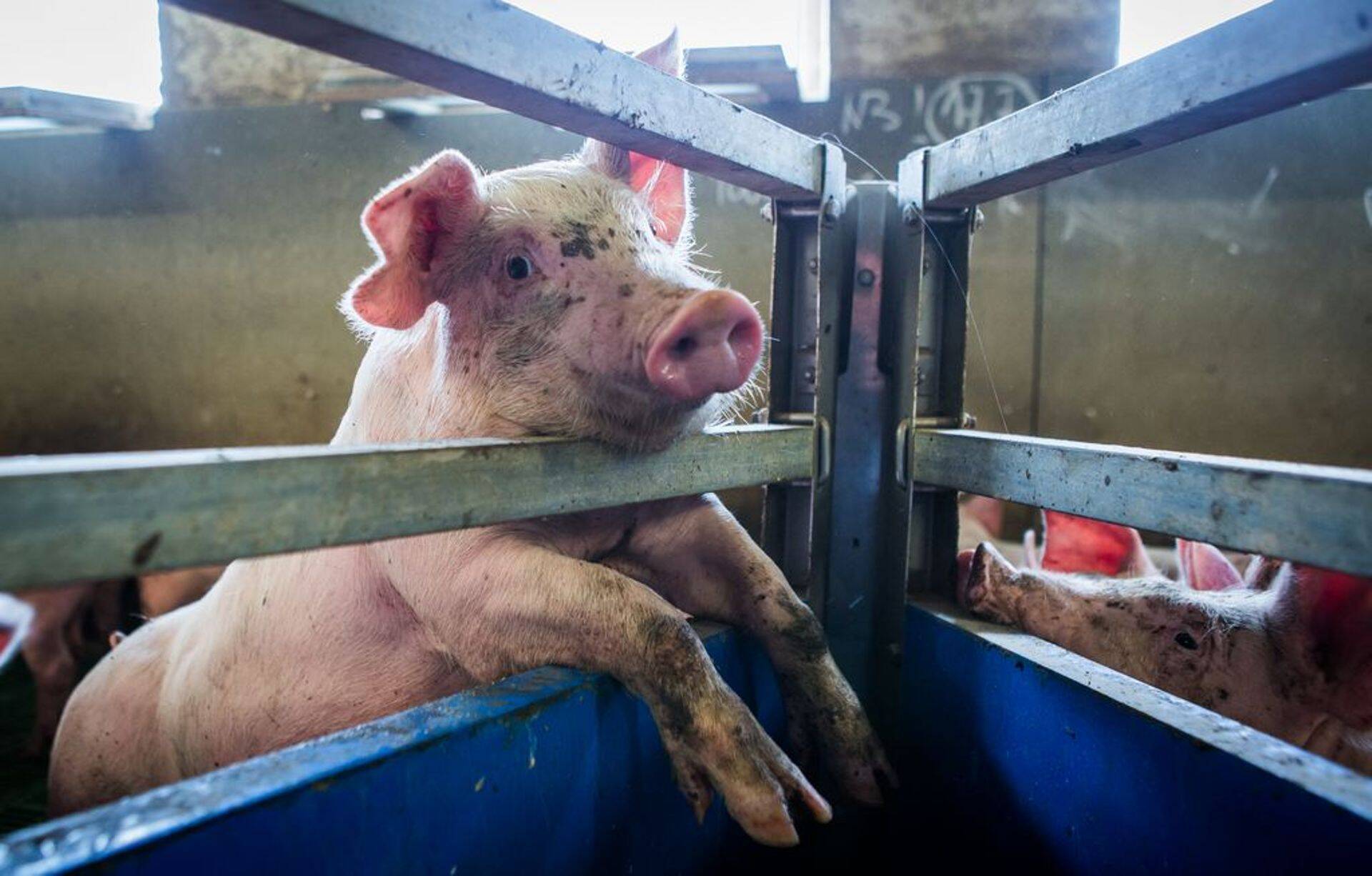 Riik kompenseerib vastavalt seadusele seakasvatajale kuni 100% hukatud loomade ja hävitatud sööda maksumusest.