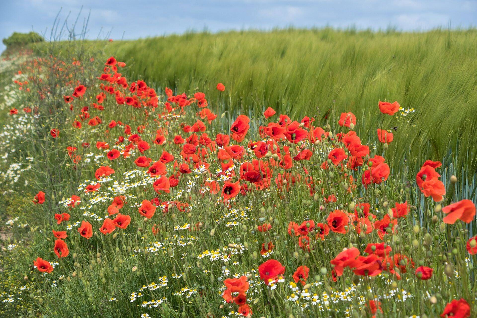 Õitsevate taimedega põlluribast võib taimekasvatajal olla palju abi.