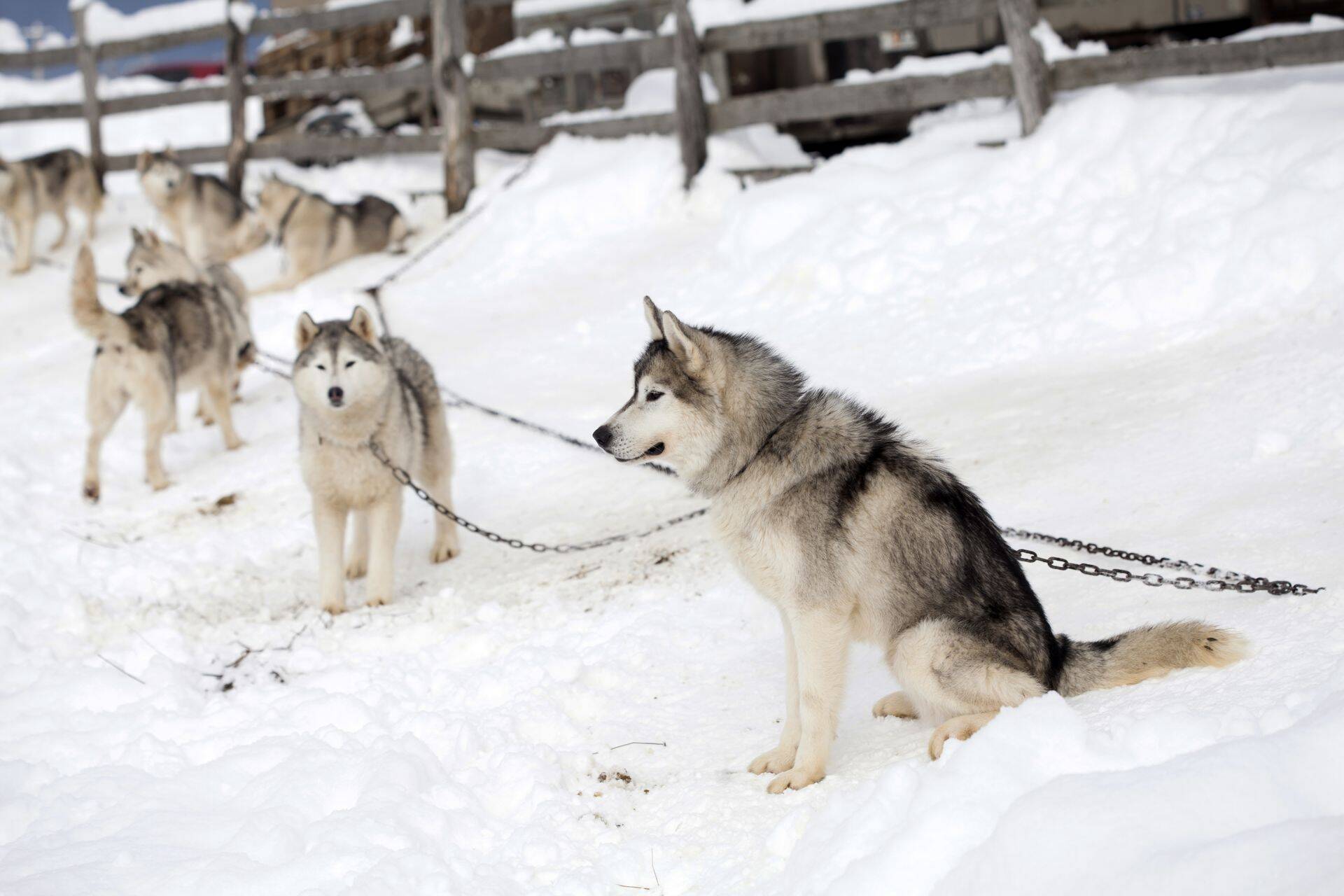 Turistide põud ähvardab Soome kelgukoerte elu.