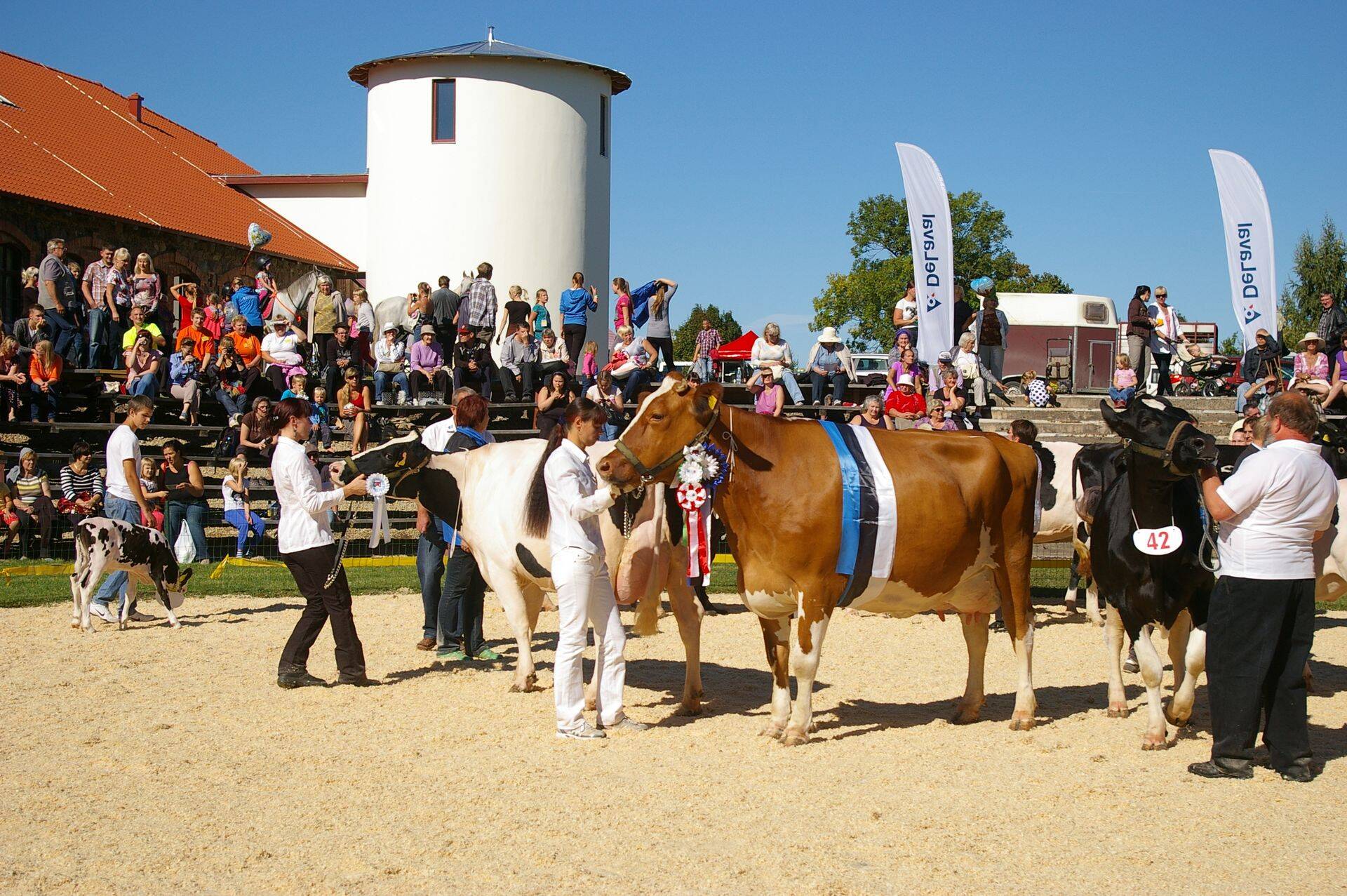 Kaunimaid lehmi on Ülenurmel juba 30 aastat valitud.