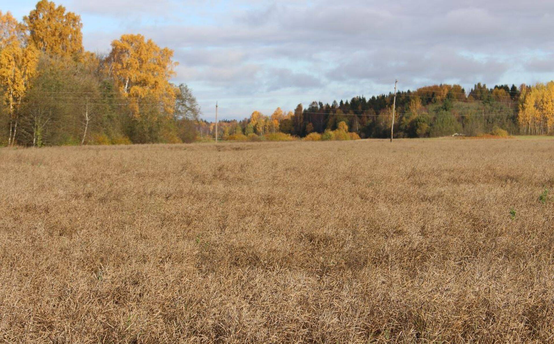 Börs: Rapsiseemnete hind on võtnud suuna üles