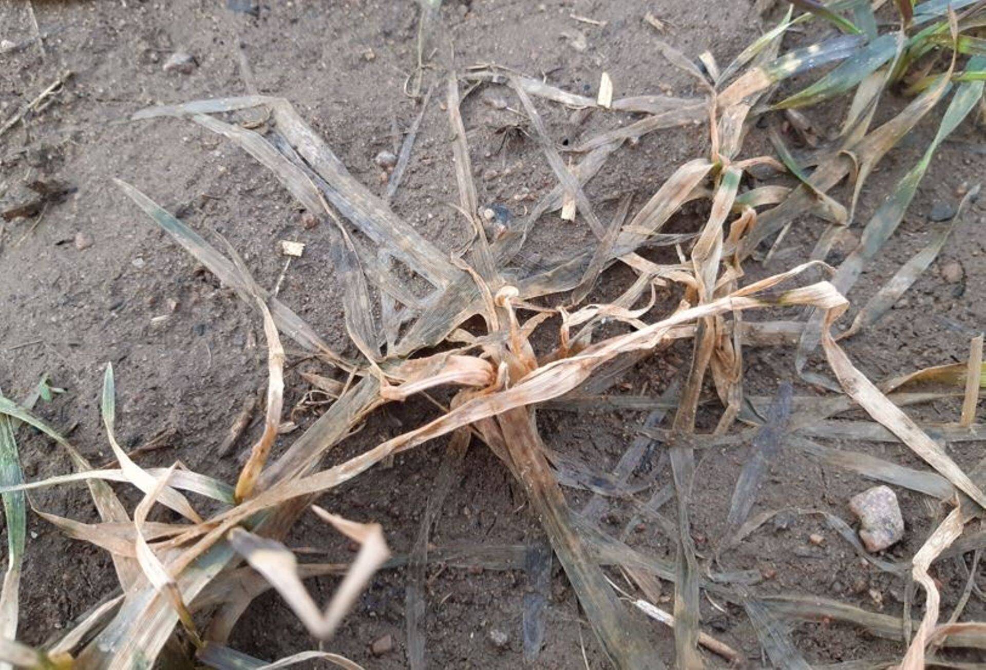 Pildil näha lumiseene poolt kahjustatud nisu taimik.