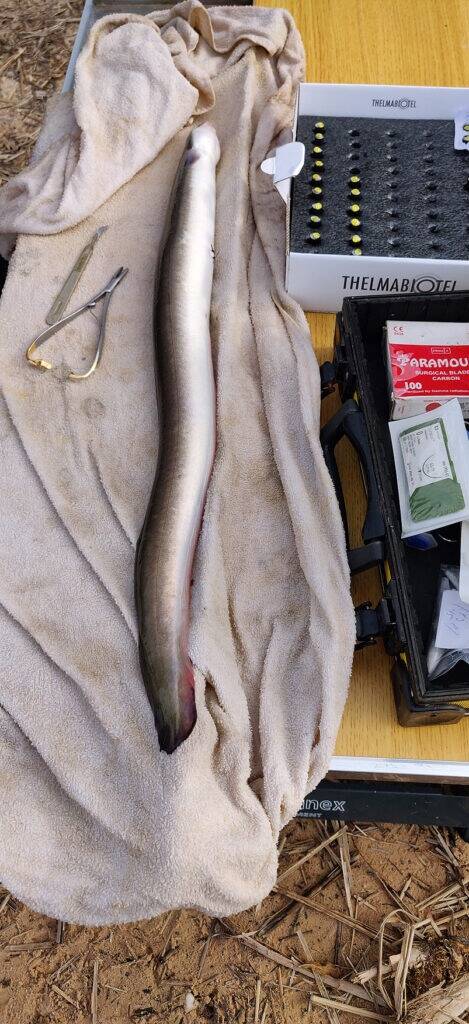 Märgistatud kalade rändeküpsusest annab märku nende hõbedane värvitoon.