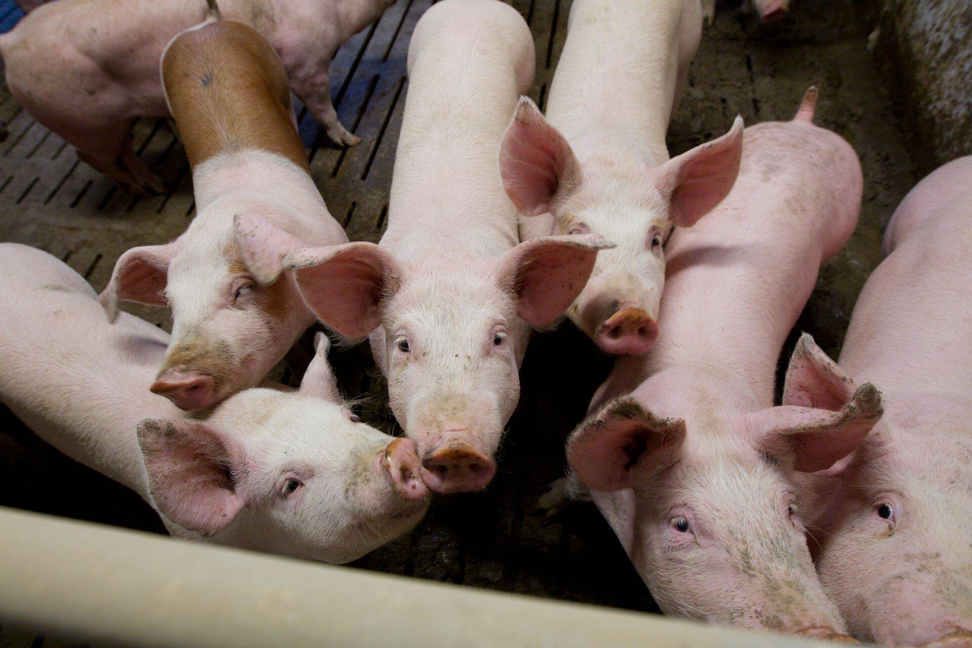 Ühistu asutati 2016. aastal eesmärgiga taaskäivitada Atria Eesti AS endine tootmiskompleks Põlva maakonnas Vastse-Kuustes, et väärindada eestimaist sealiha, kuid selle aasta märtsis kuulutati välja pankrot.