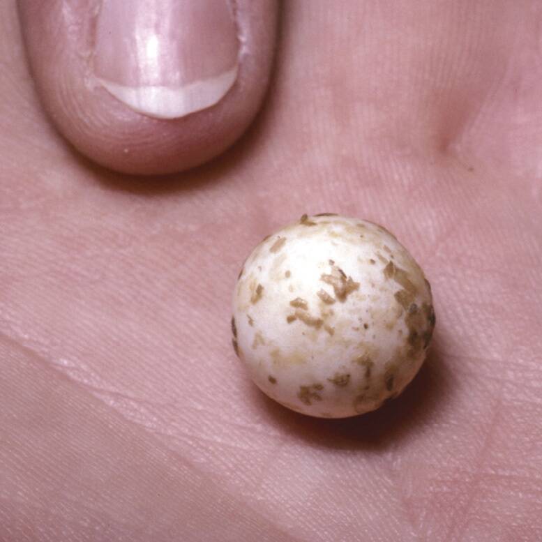 Ürgimetajatest on ainupilulised, nagu nokkloomad ja sipelgasiilid, tänapäeval ainsad imetajad, kes munevad. Kui järglane on munast koorunud, lakub ta ema karvadelt piima, mis nõrgub piimanäärmeist.